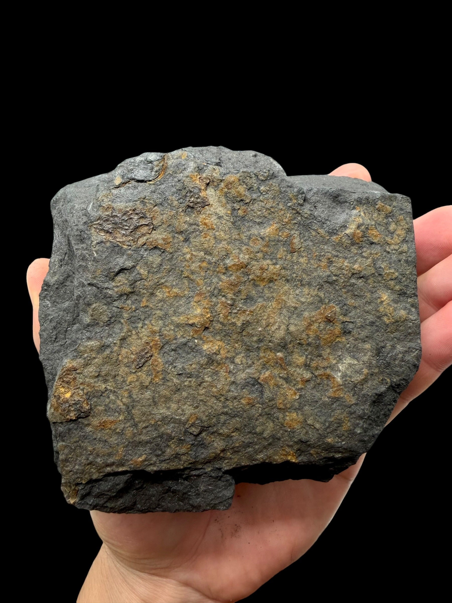 Trilobite Flexicalymene pragensis – Metro D, Praha, CZ - TRD03