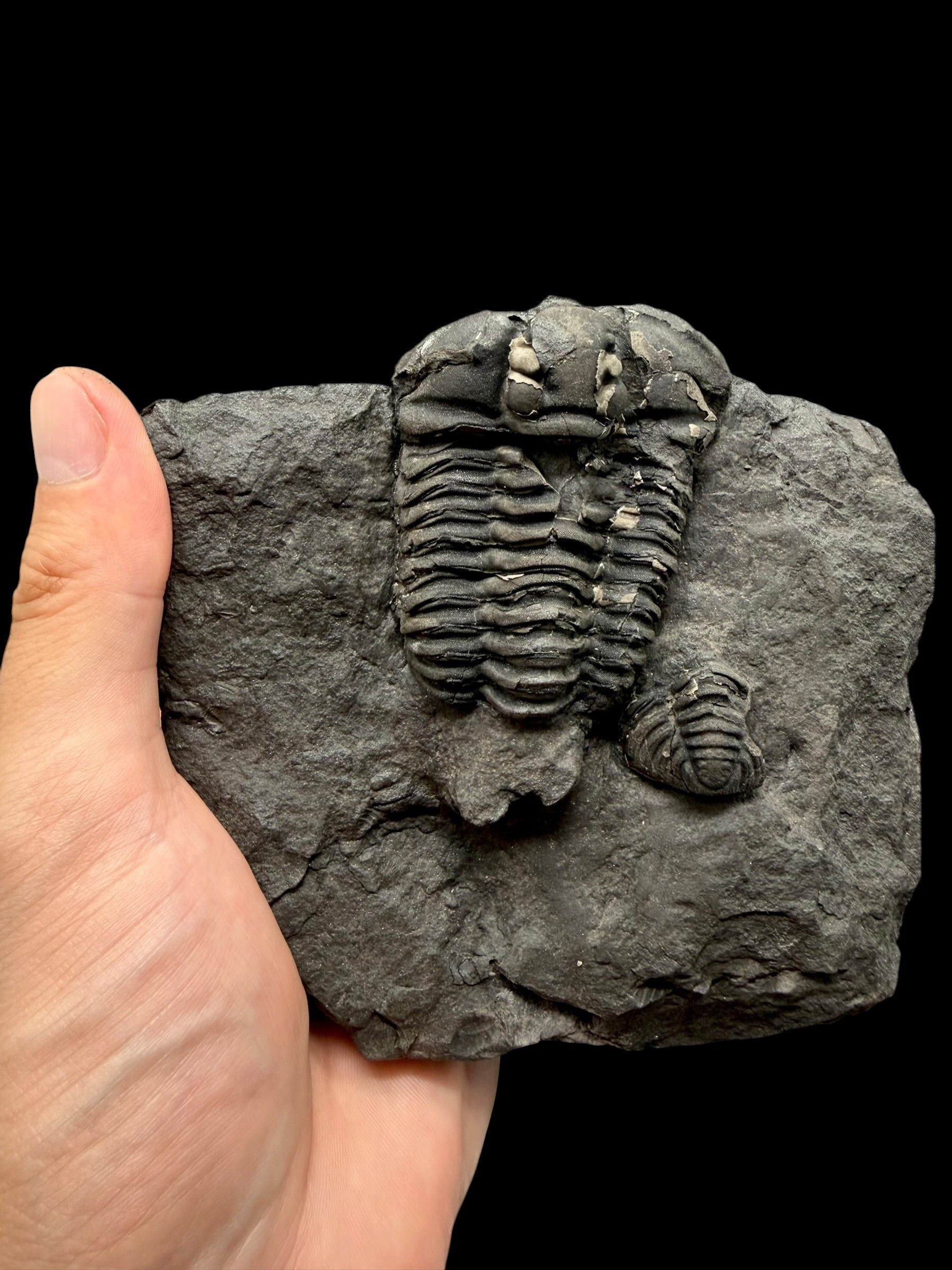 Trilobite Flexicalymene pragensis – Metro D, Praha, CZ