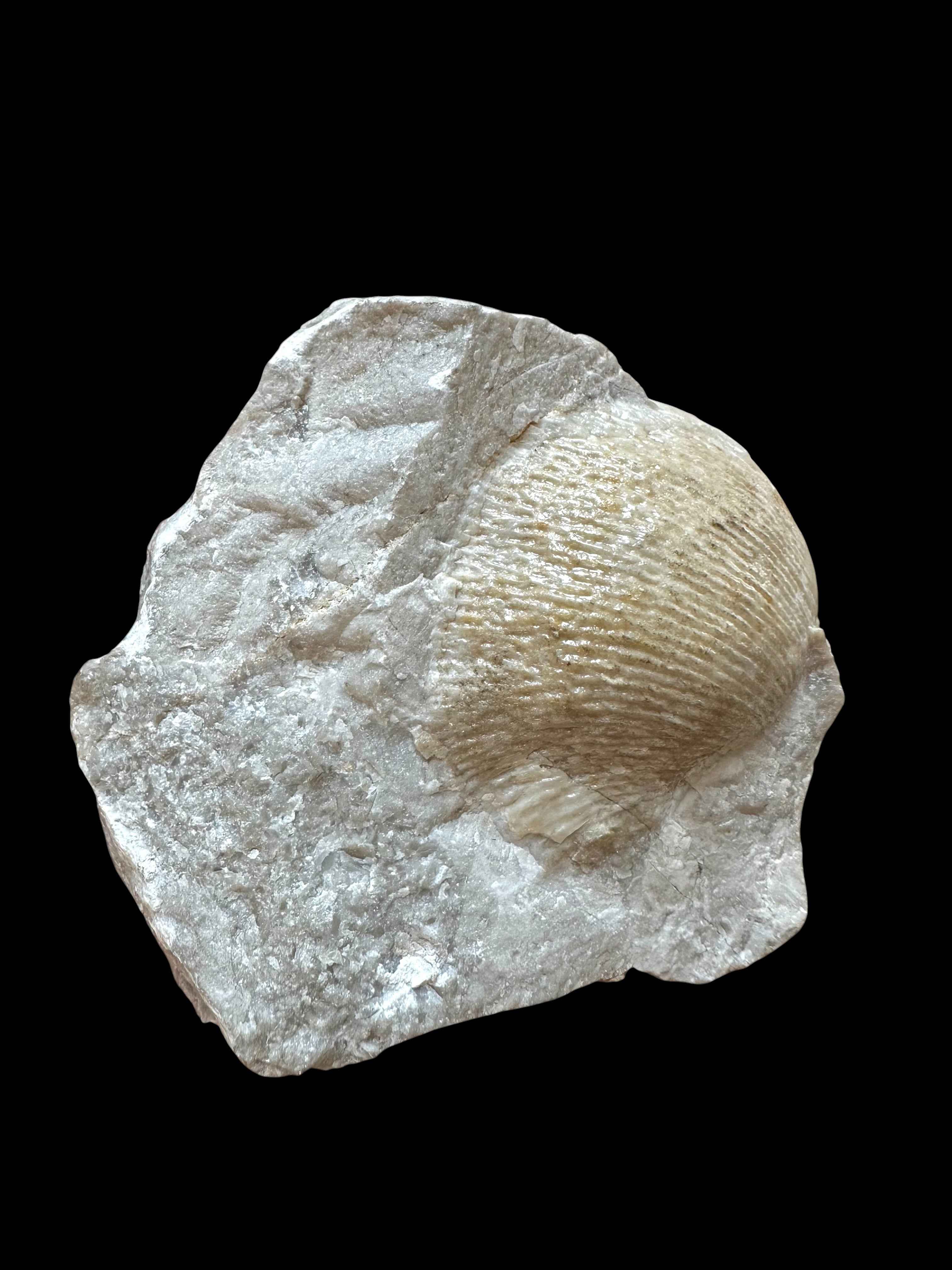Brachiopoda Parachonetes verneuili – Koneprusy, CZ - RM012
