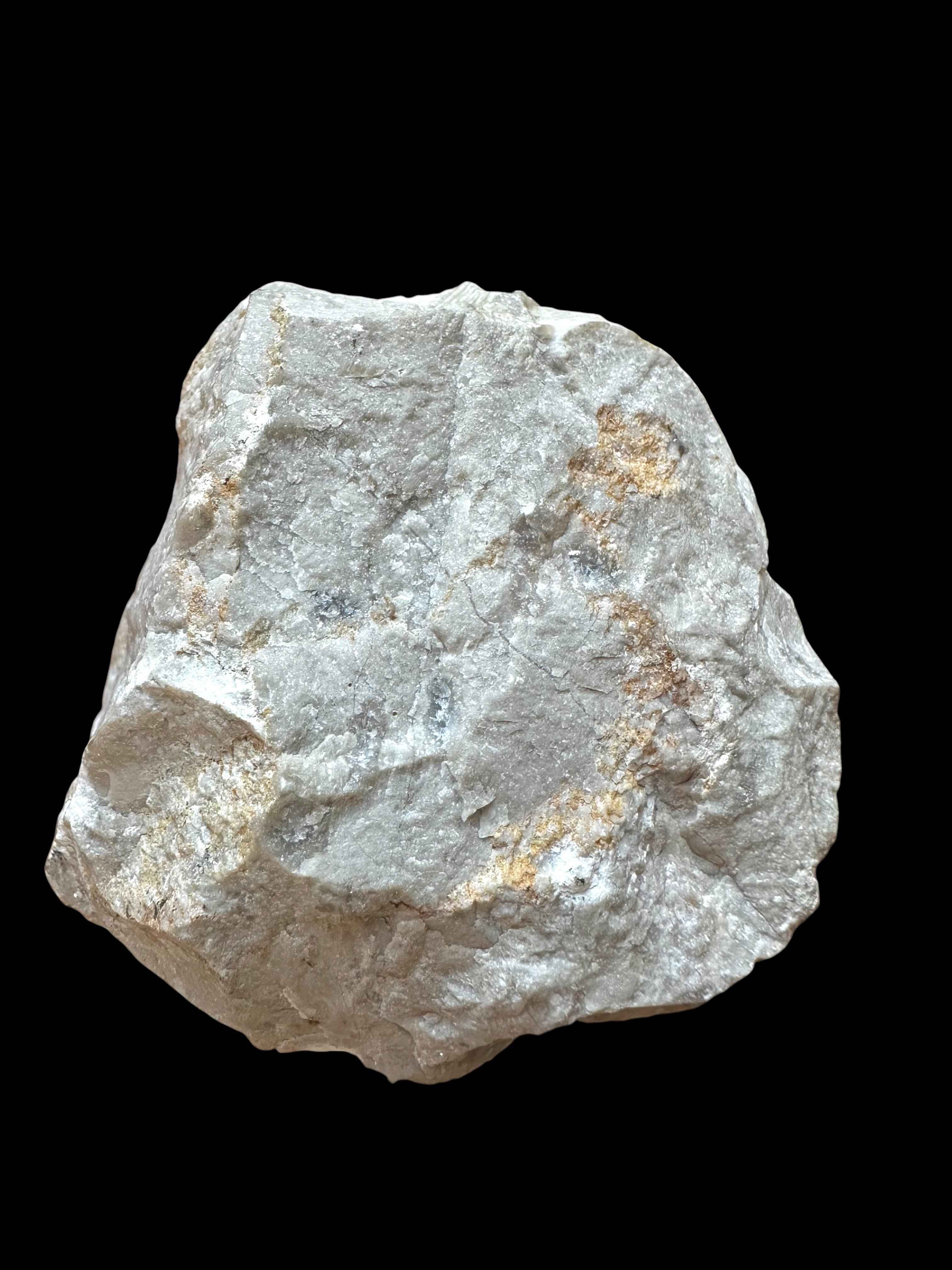 Brachiopoda Parachonetes verneuili – Koneprusy, CZ - RM012