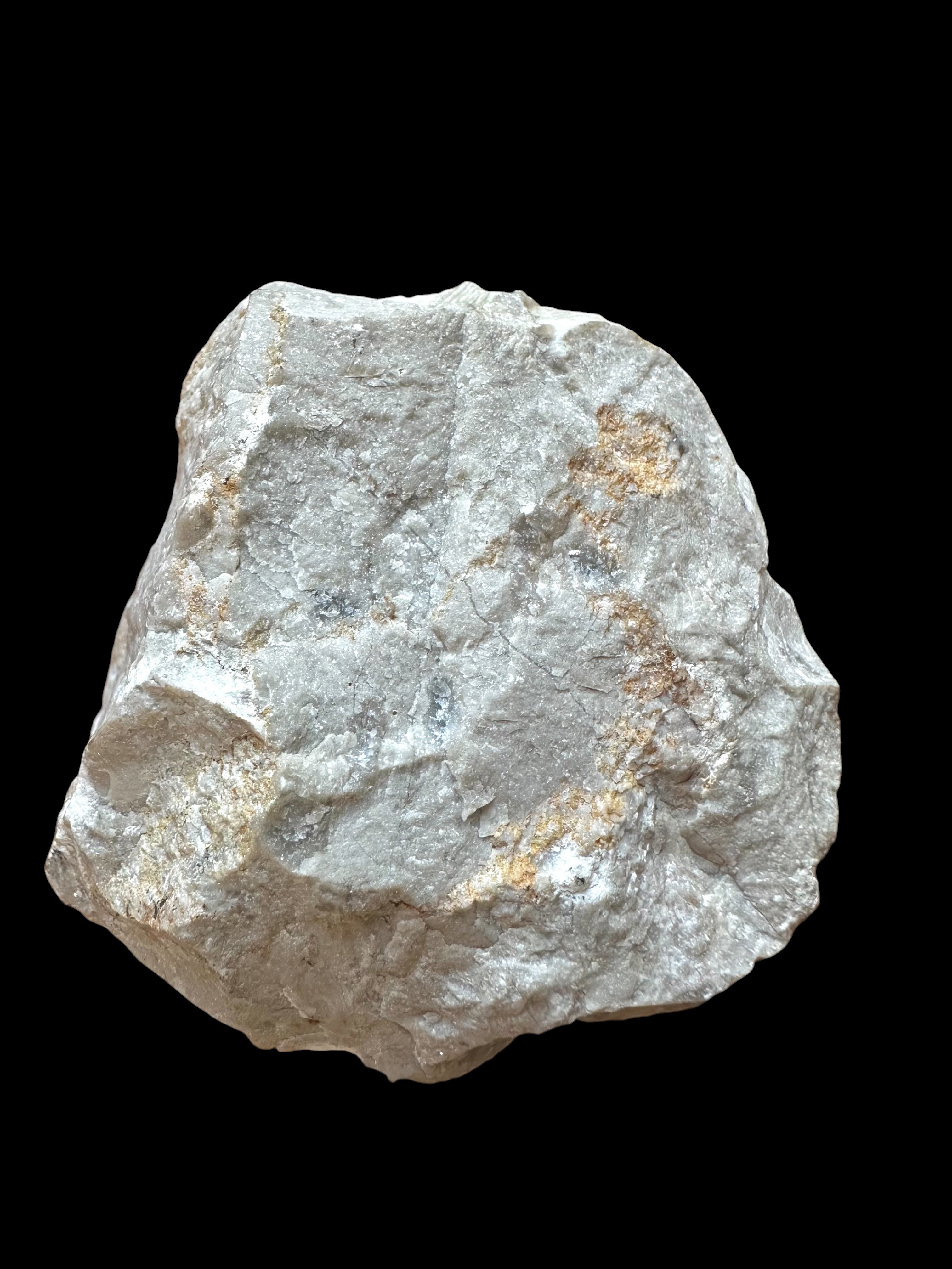 Brachiopoda Parachonetes verneuili – Koneprusy, CZ - RM012