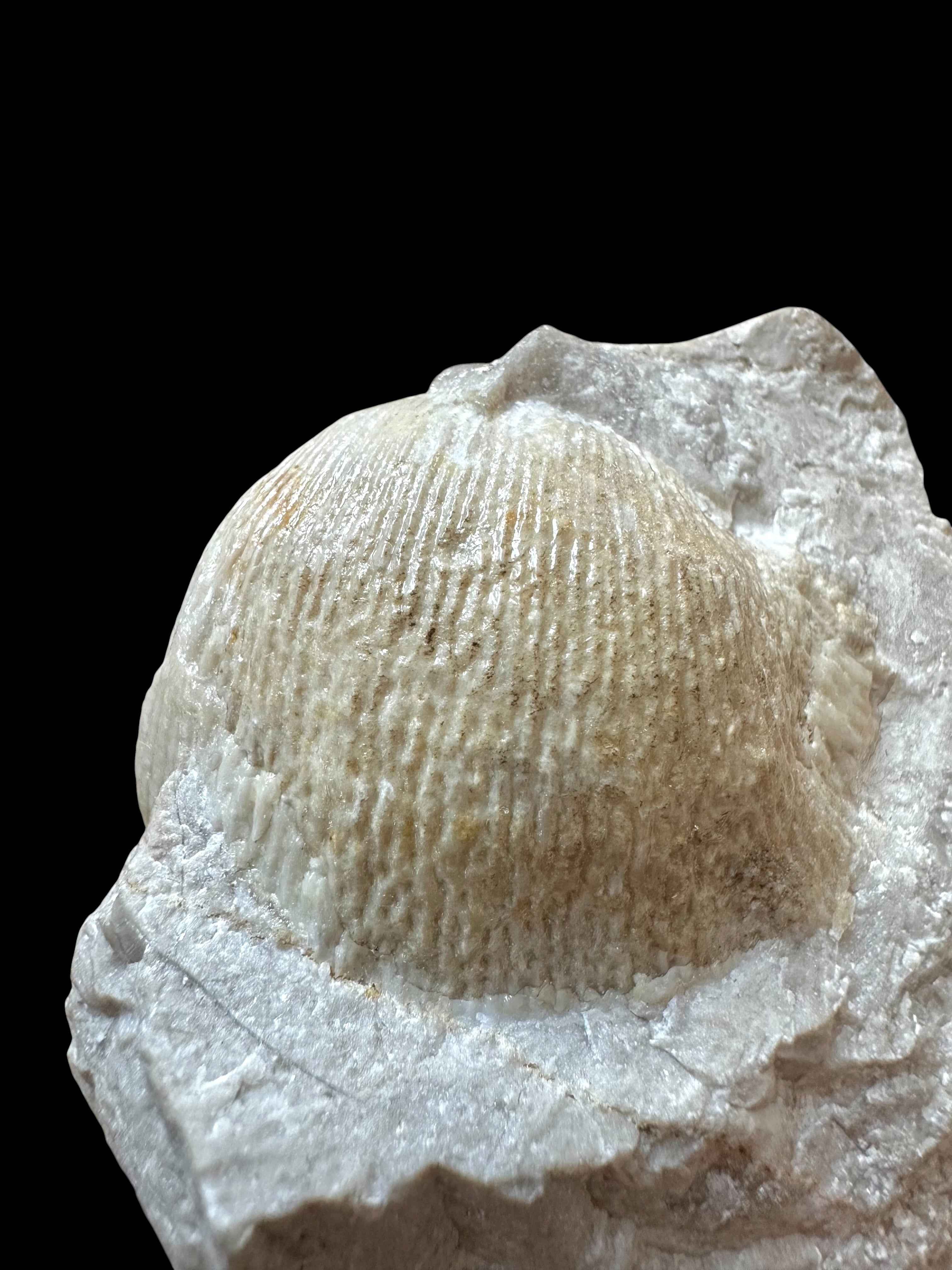 Brachiopoda Parachonetes verneuili – Koneprusy, CZ - RM012