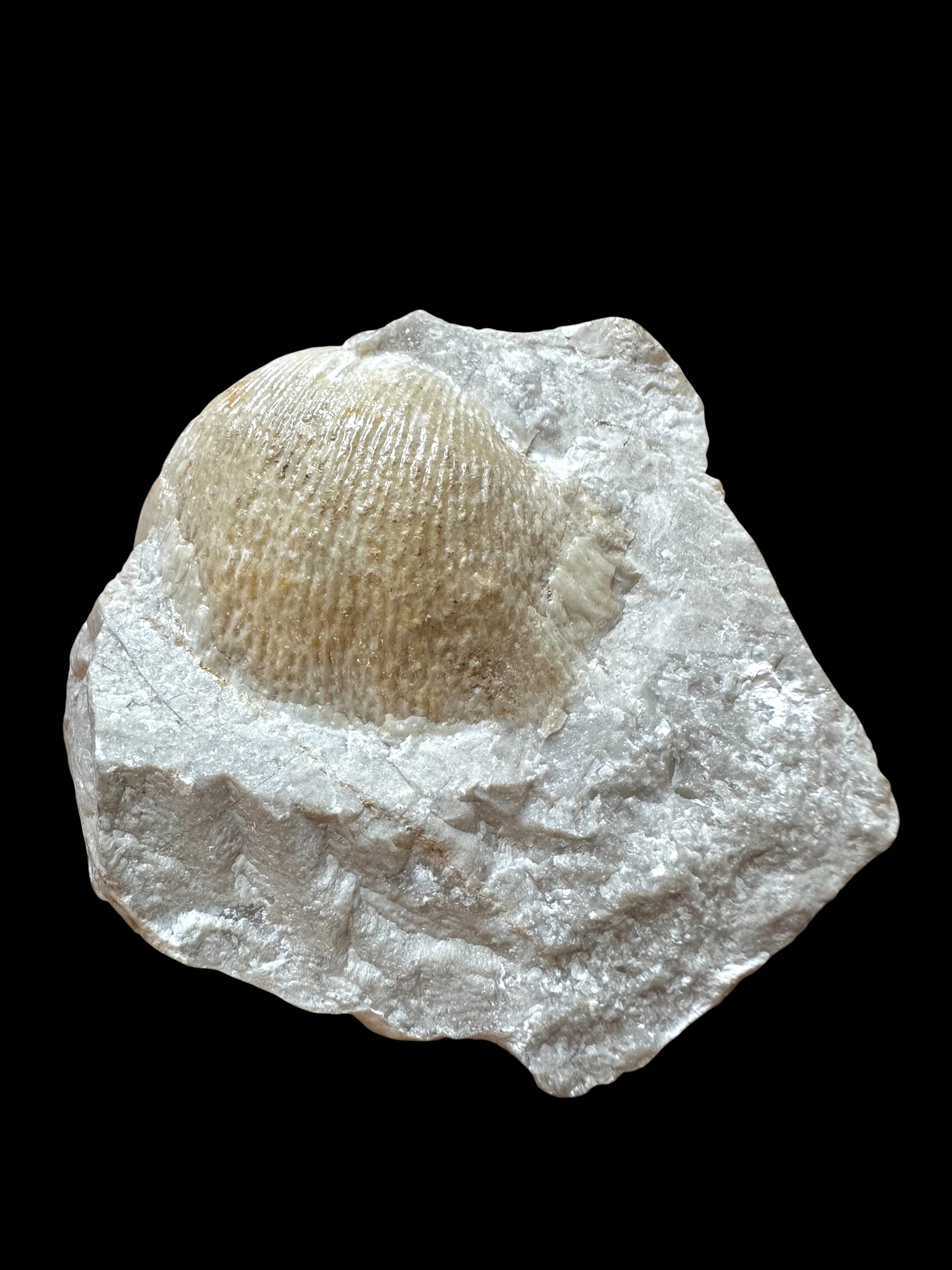 Brachiopoda Parachonetes verneuili – Koneprusy, CZ