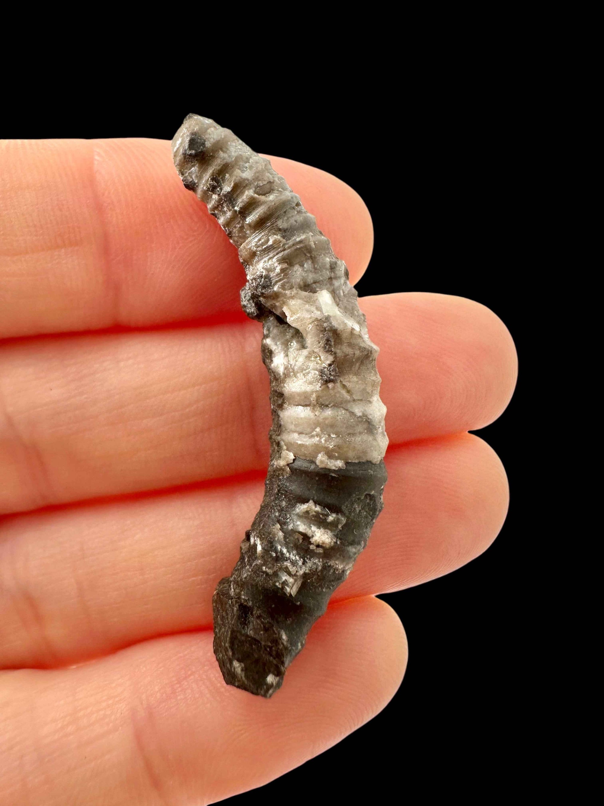 Kosovoceras Cephalopod Fossil – Koneprusy, Czech Republic - HL11