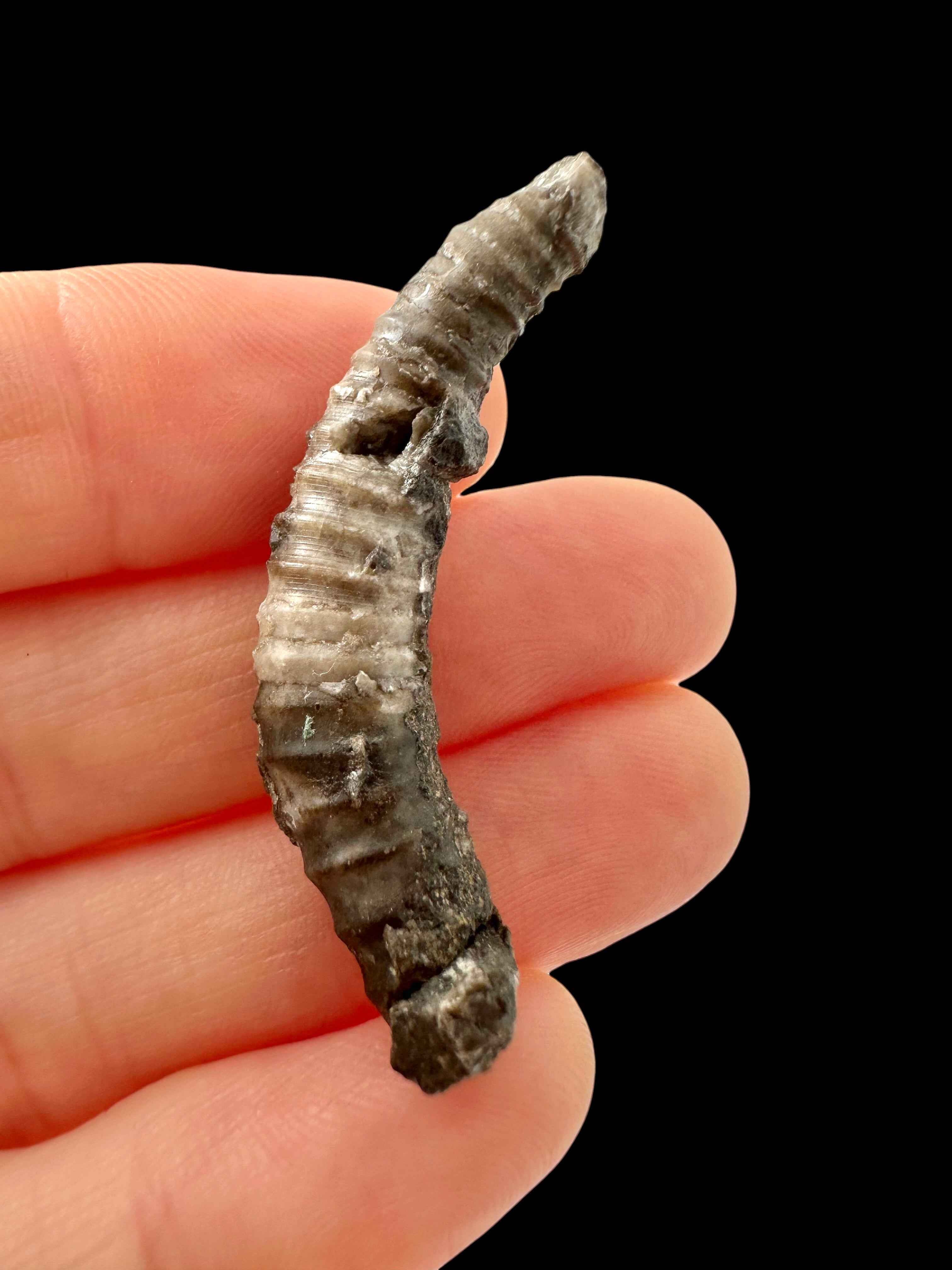 Kosovoceras Cephalopod Fossil – Koneprusy, Czech Republic - HL11
