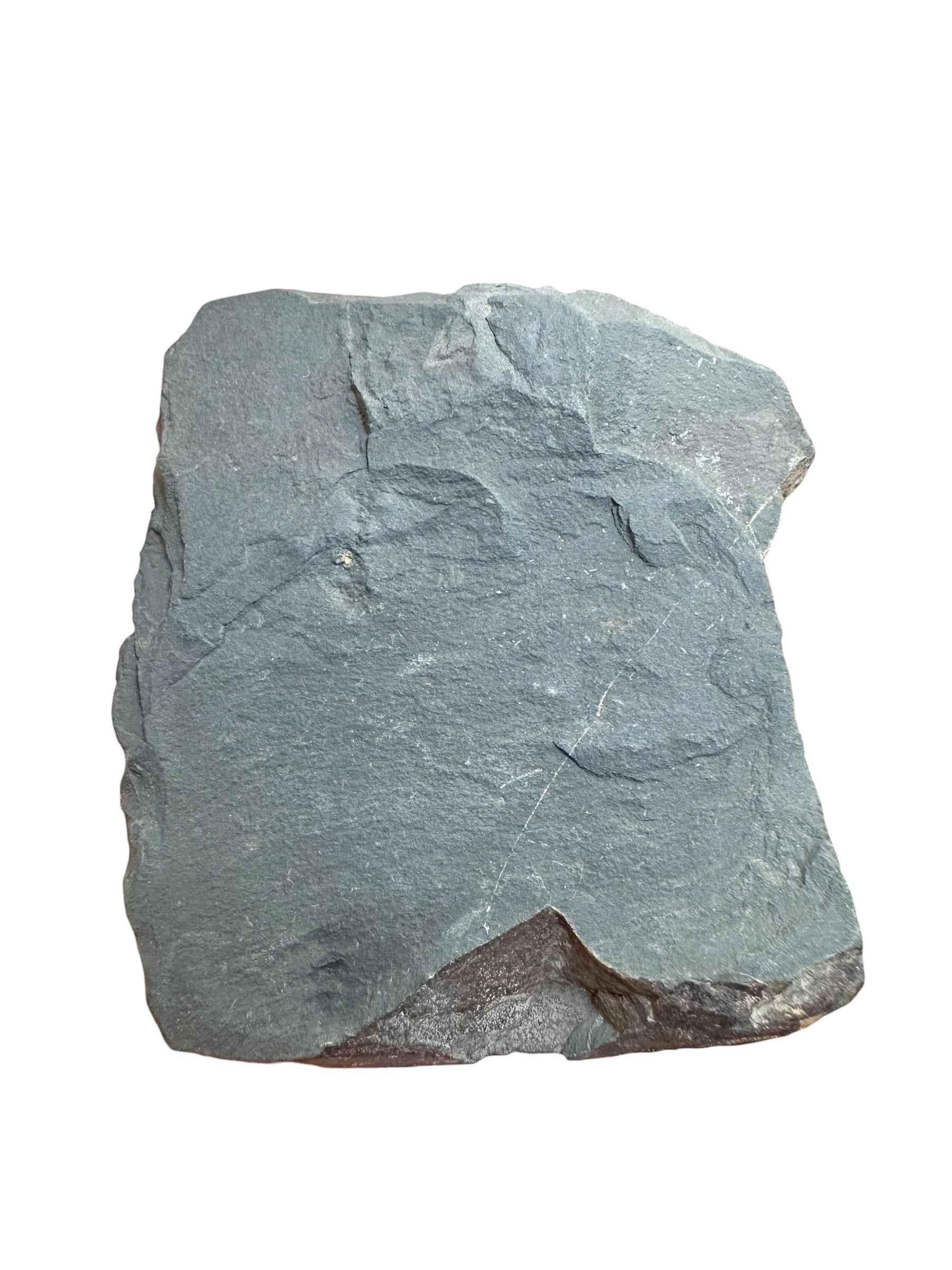 Graptolite – Mala Chuchle, CZ - GP01