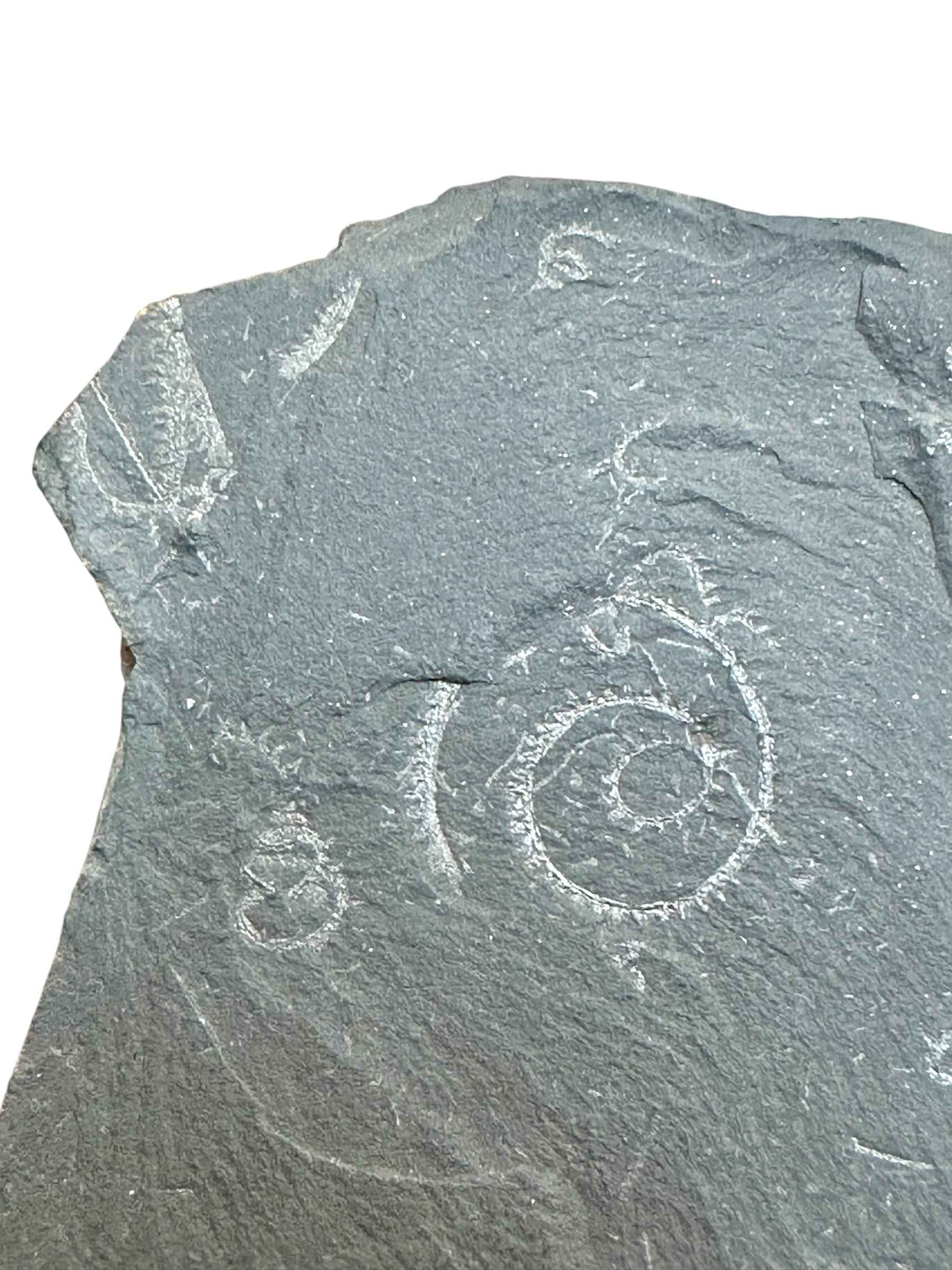 Graptolite – Mala Chuchle, CZ - GP01