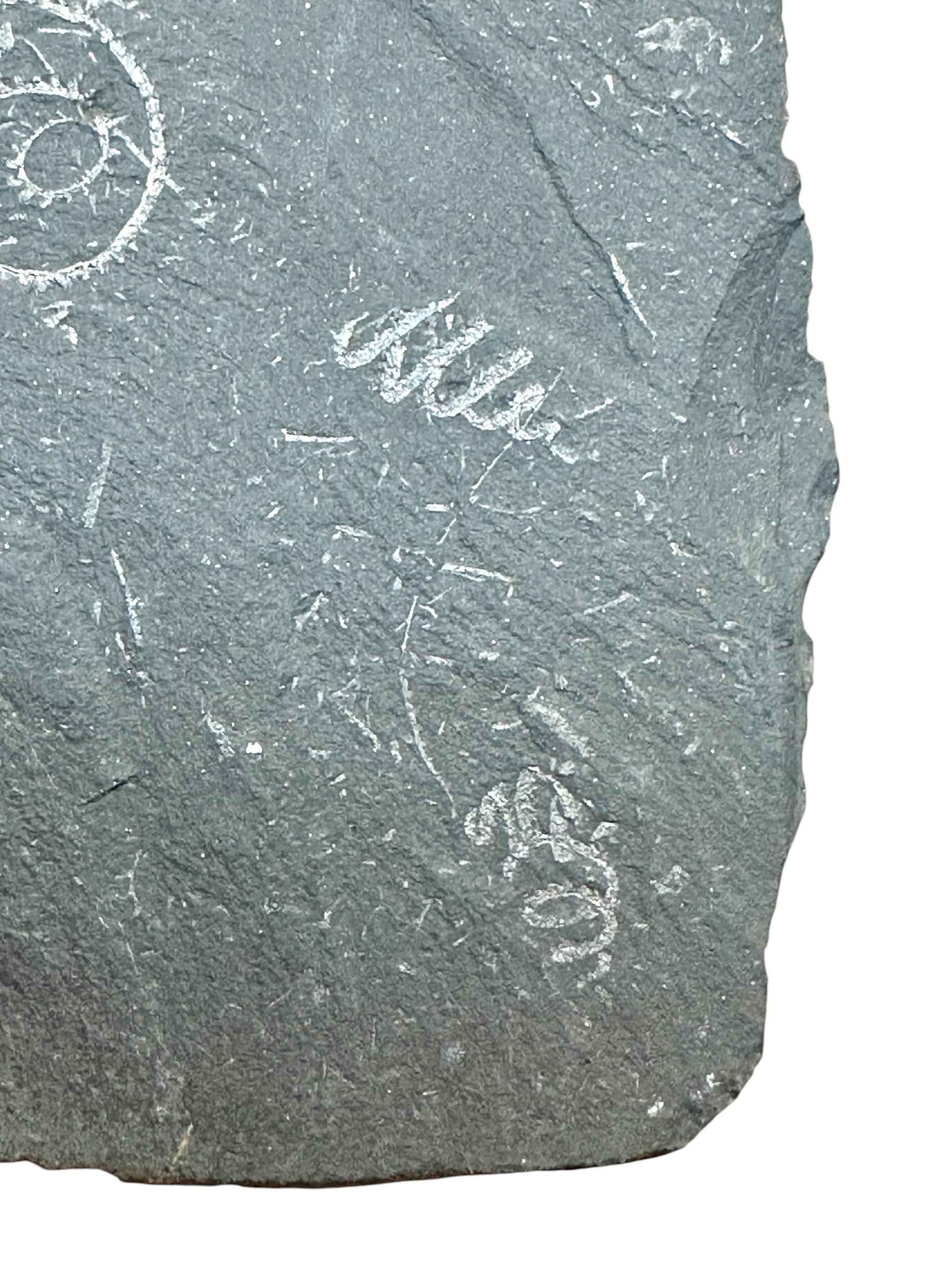 Graptolite – Mala Chuchle, CZ - GP01
