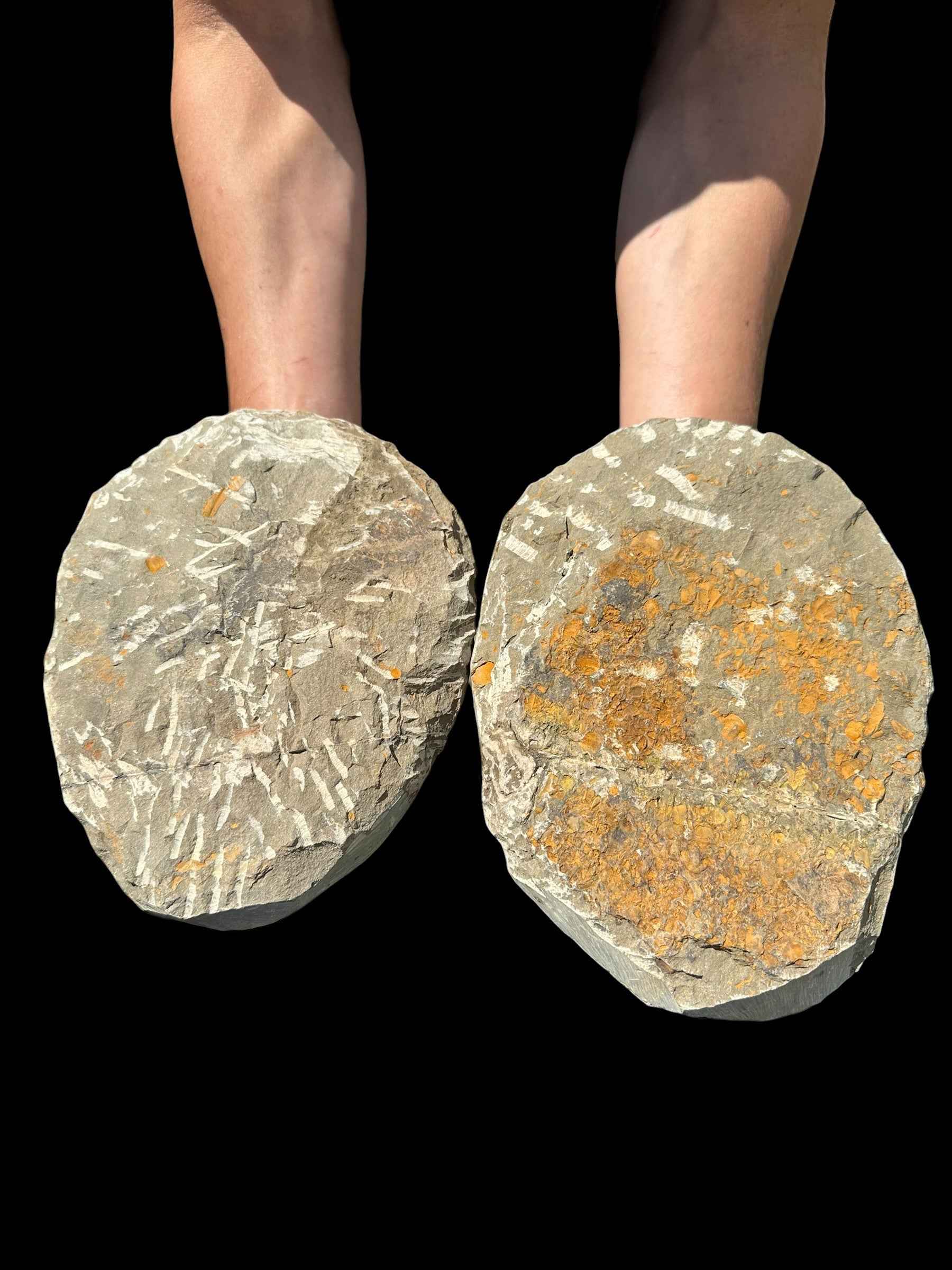 Trilobite Cambropallas telesto – Tasmamt, Alnif, Morocco - TRC01