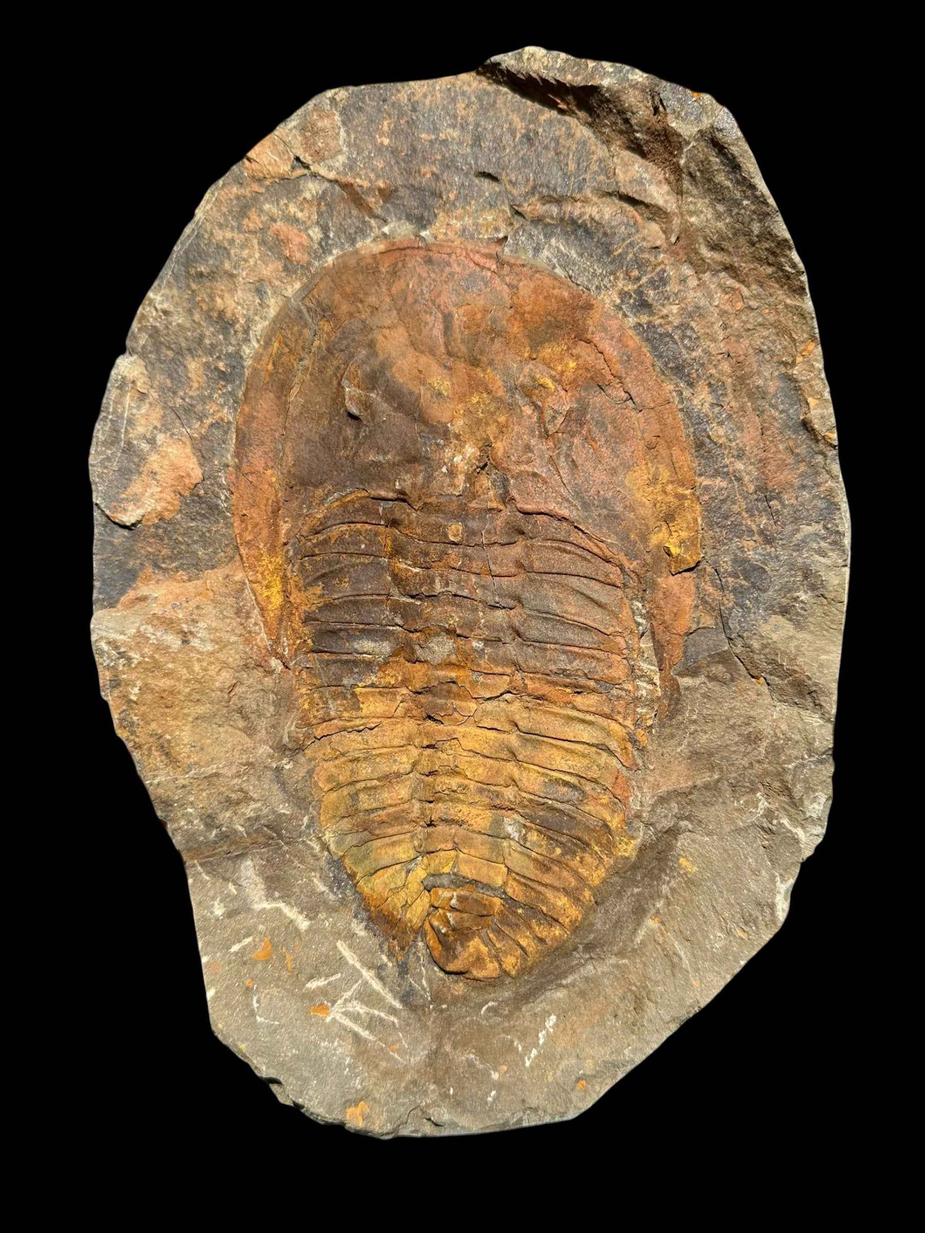 Cambropallas telesto Trilobite – Tasmamt, Alnif, Morocco - TRC01