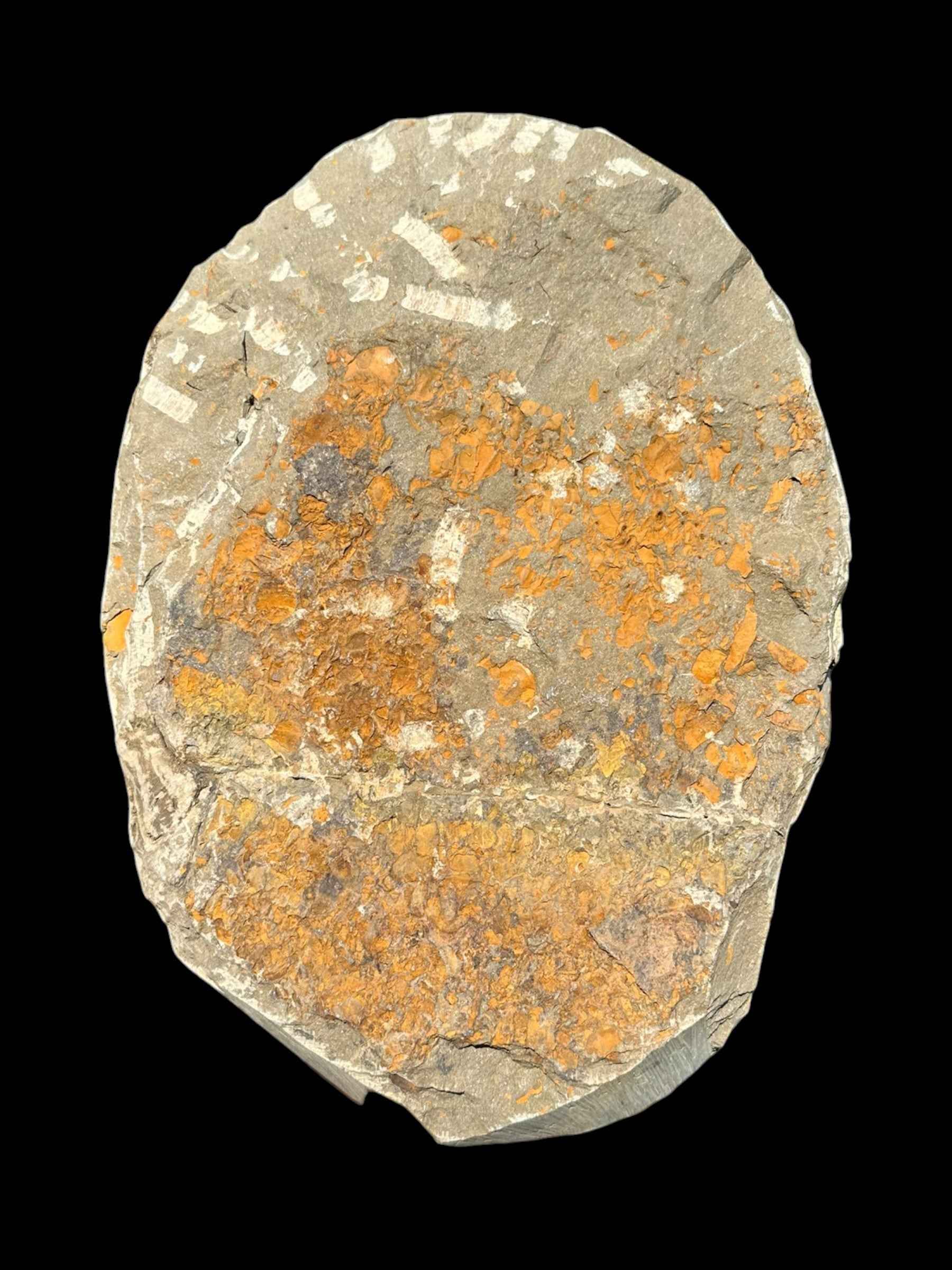 Cambropallas telesto Trilobite – Tasmamt, Alnif, Morocco - TRC01