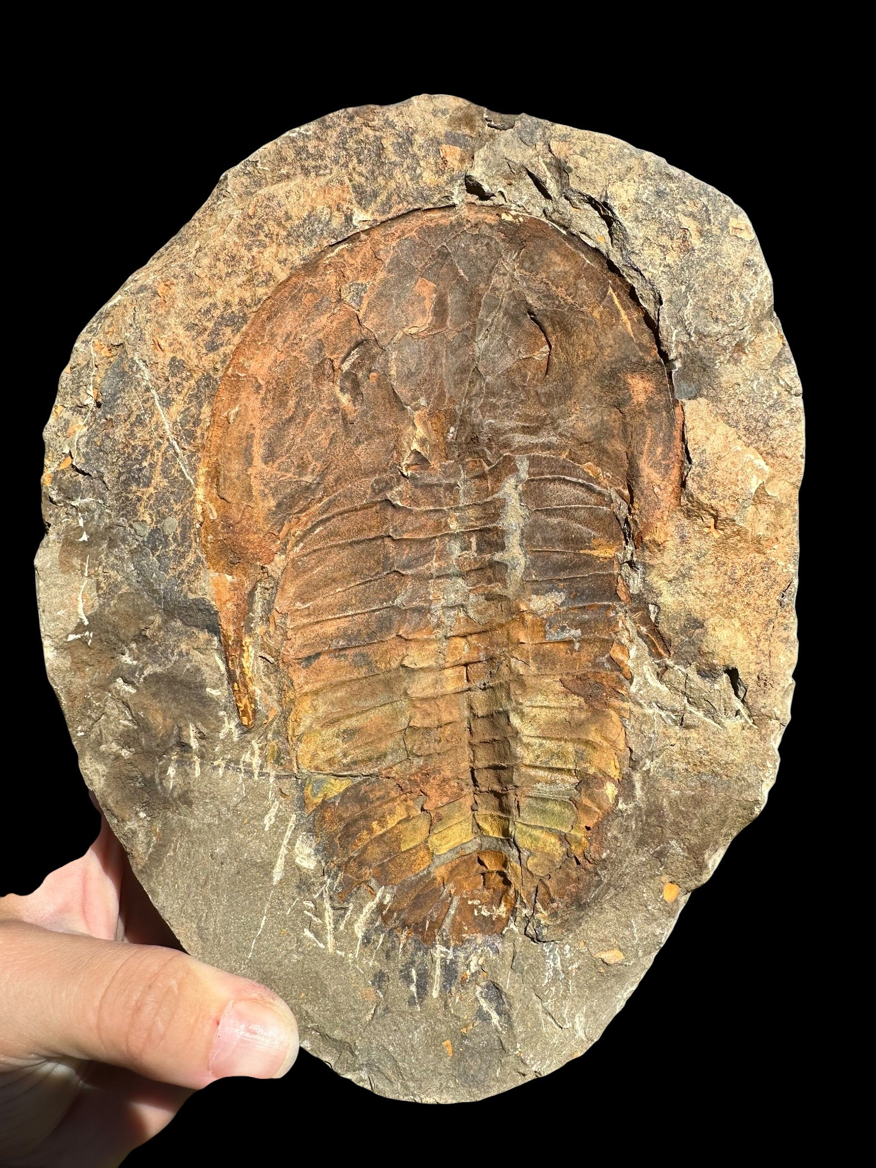 Cambropallas telesto Trilobite – Tasmamt, Alnif, Morocco - TRC01