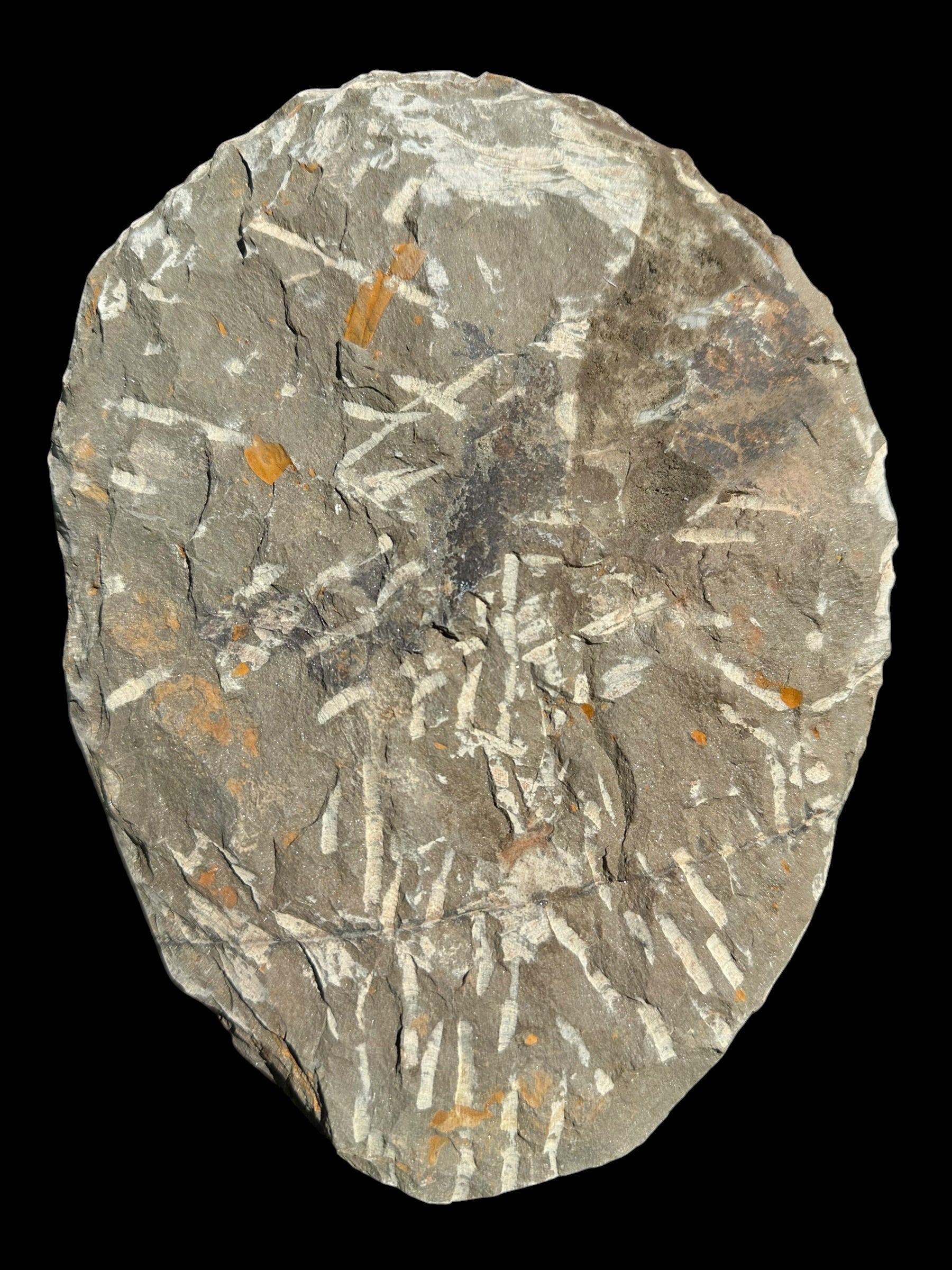 Cambropallas telesto Trilobite – Tasmamt, Alnif, Morocco - TRC01