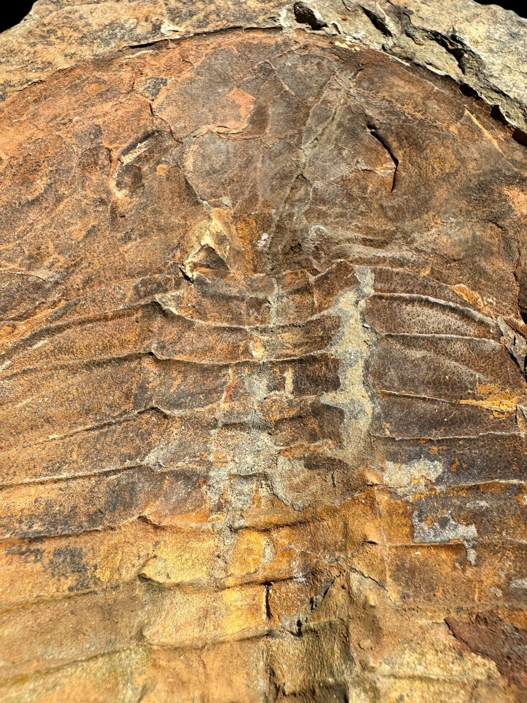 Cambropallas telesto Trilobite – Tasmamt, Alnif, Morocco - TRC01