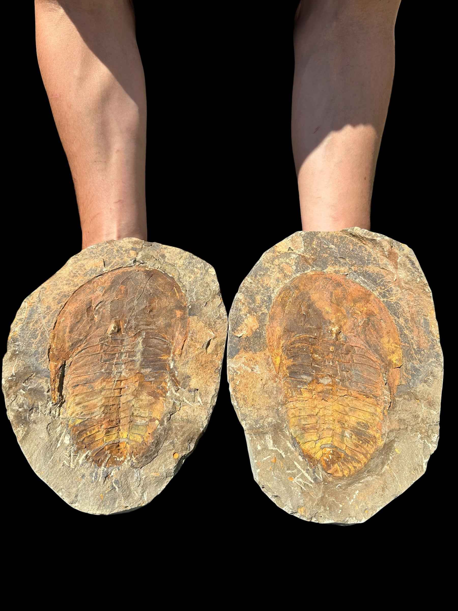Due lastre di calcare con trilobite Cambropallas telesto fossile, carapace ocra e ruggine, parte e contro-parte