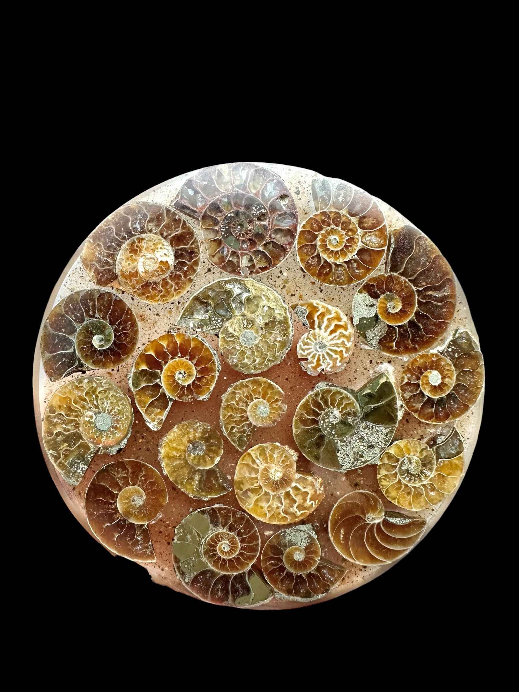 Sottobicchiere con ammonite – random piece - AN330