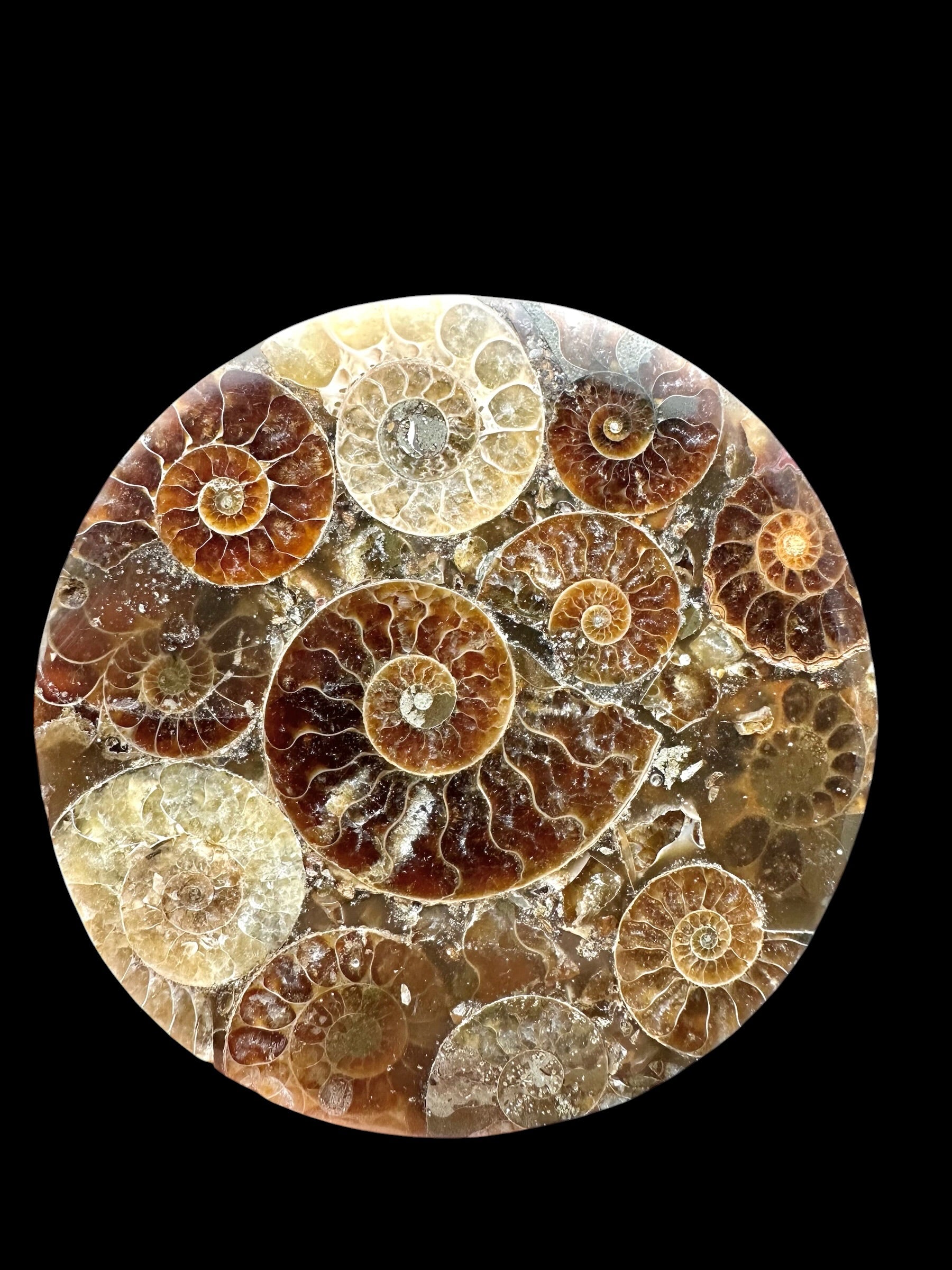 Ammonite coaster – random piece - AN330
