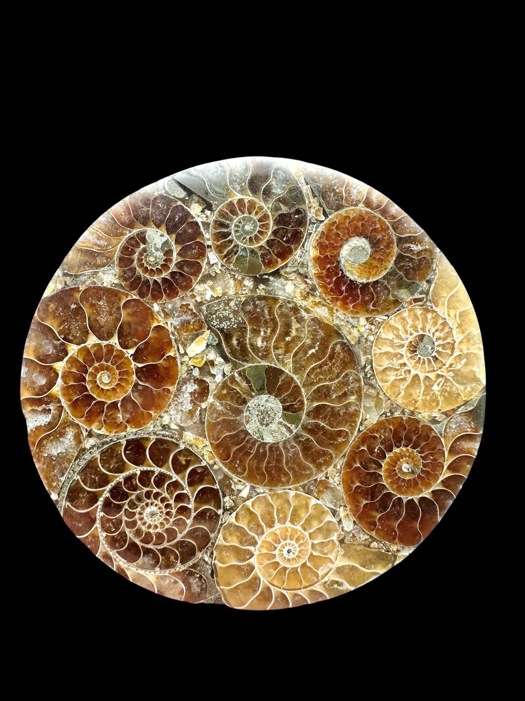 Sottobicchiere quadrato con ammonite fossile del Madagascar in resina trasparente