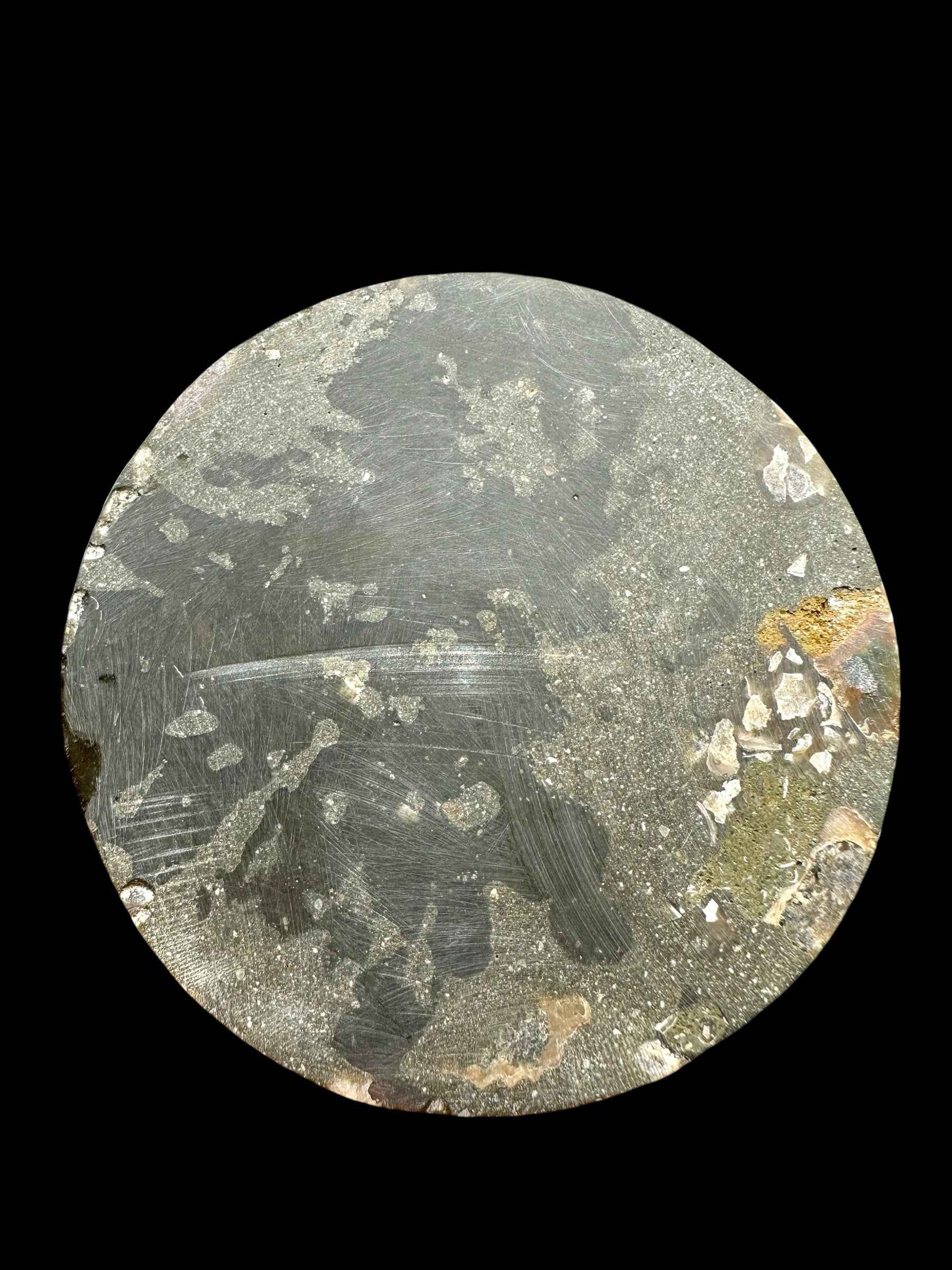 Sottobicchiere con ammonite - AN331