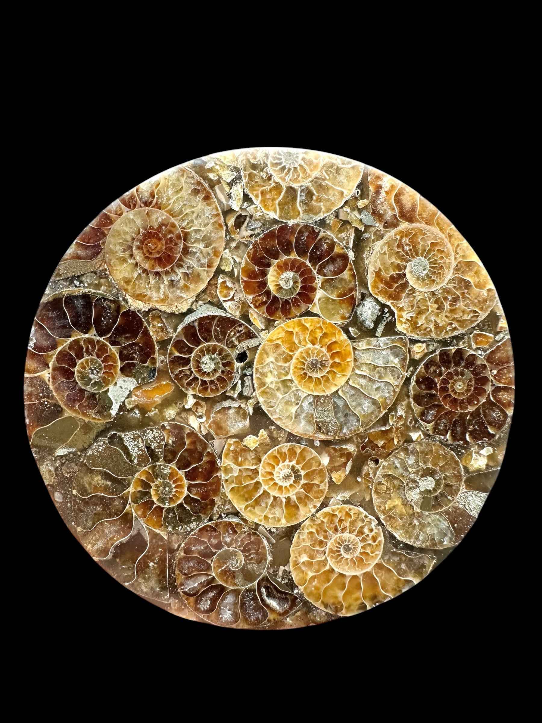 Sottobicchiere rotondo con sezioni di ammonite del Madagascar color miele e bruno in resina trasparente