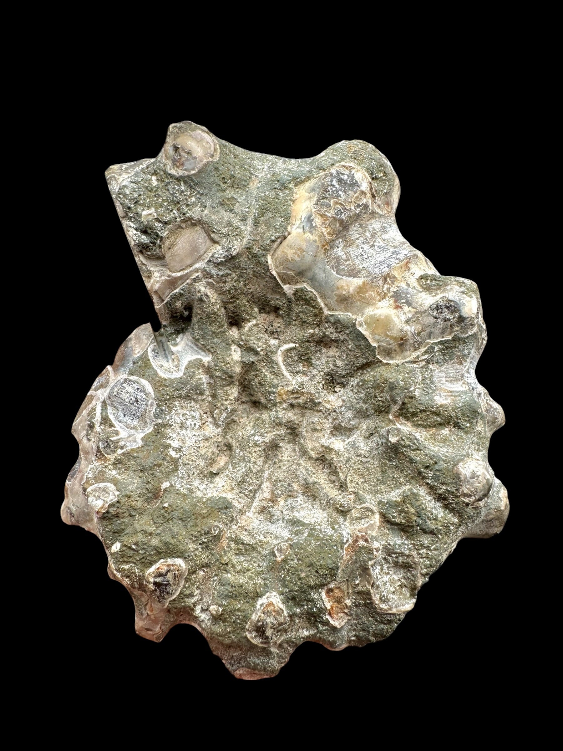 Ammonite Cleoniceras besairiei (polished half) 7,6cm – Madagascar - ANC65