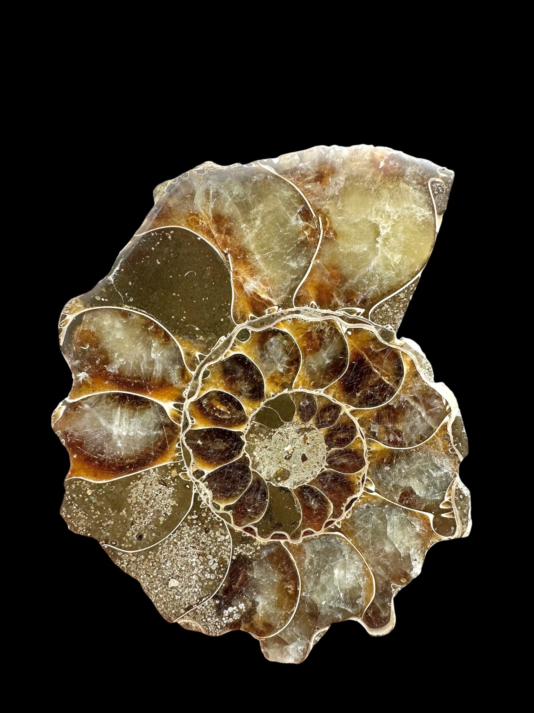 Ammonite Cleoniceras besairiei (polished half) 7,6cm – Madagascar
