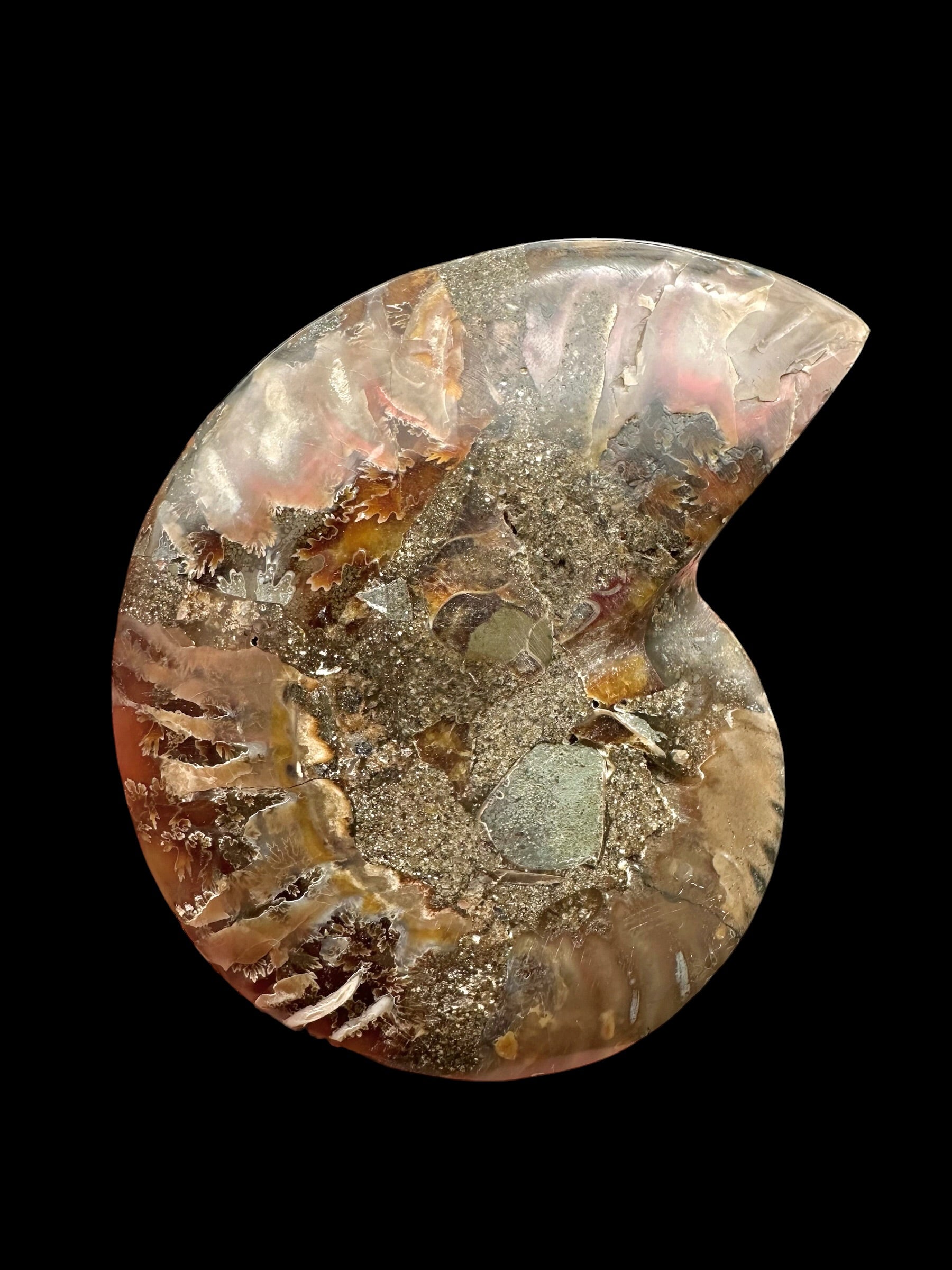 Ammonite Cleoniceras besairiei (polished half) 9,2cm – Madagascar - ANC66