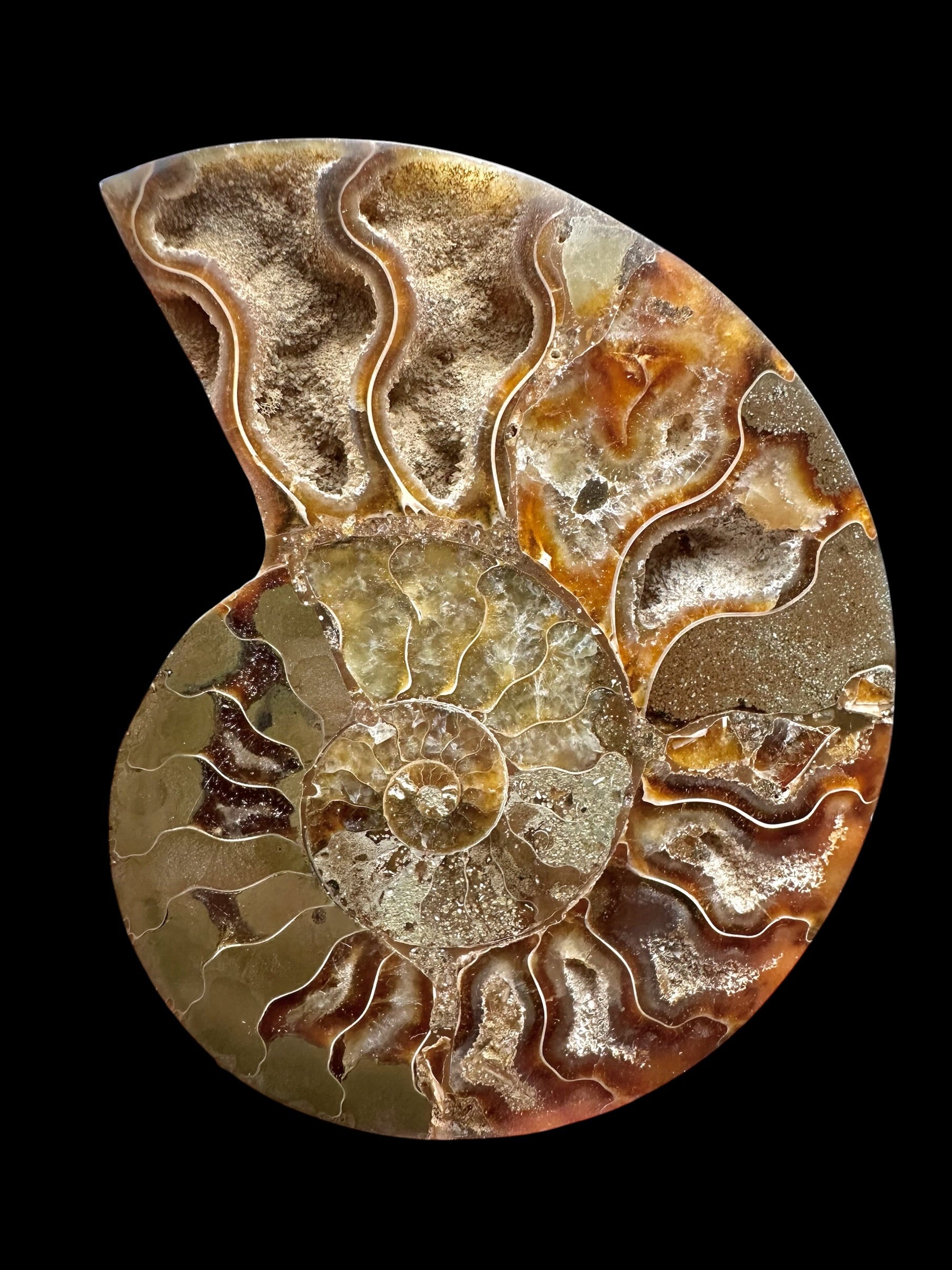 Ammonite Cleoniceras besairiei (polished half) 9,2cm – Madagascar