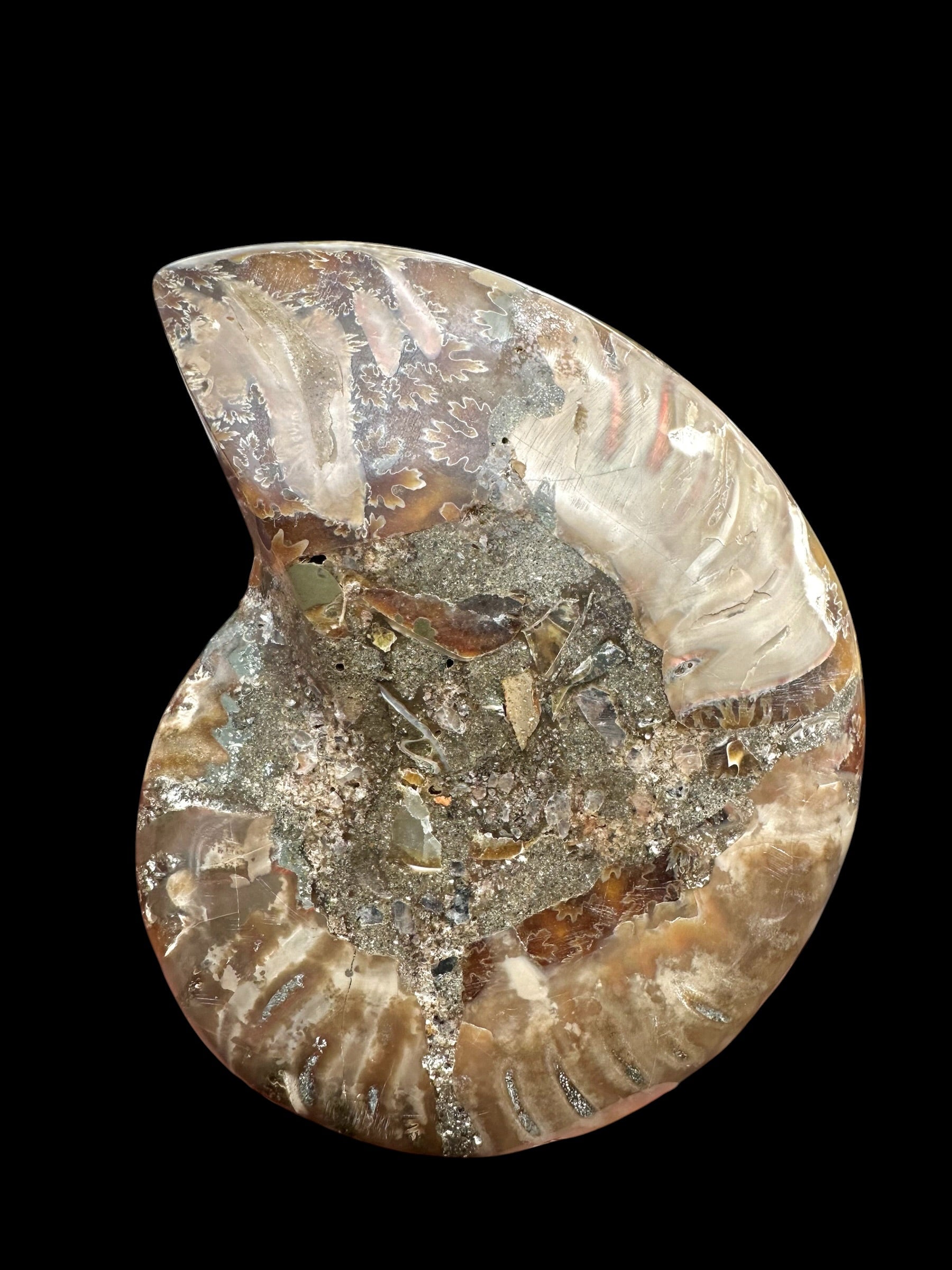 Ammonite Cleoniceras besairiei (polished half) 9,8cm – Madagascar - ANC67
