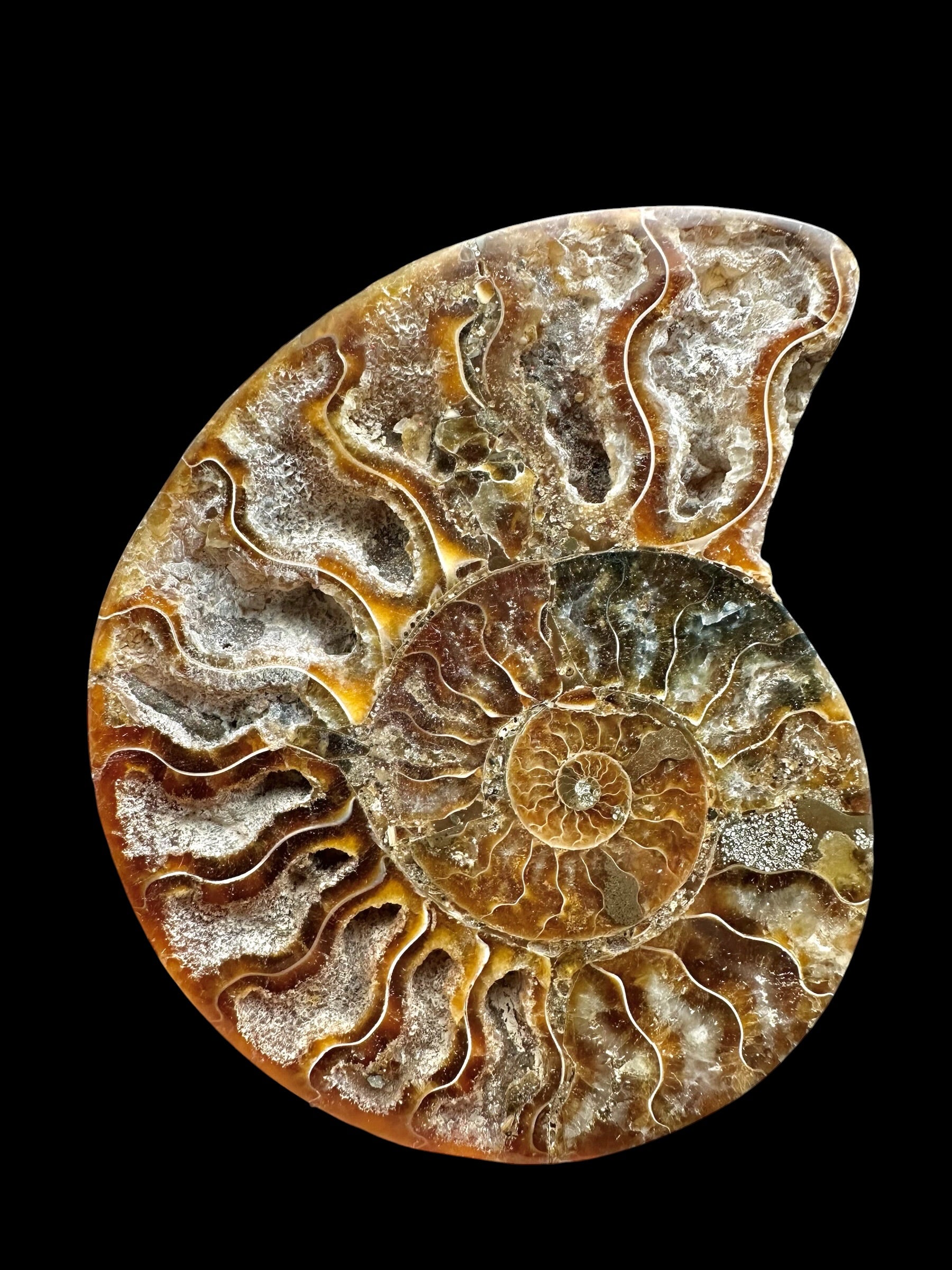 Ammonite Cleoniceras besairiei (polished half) 9,8cm – Madagascar