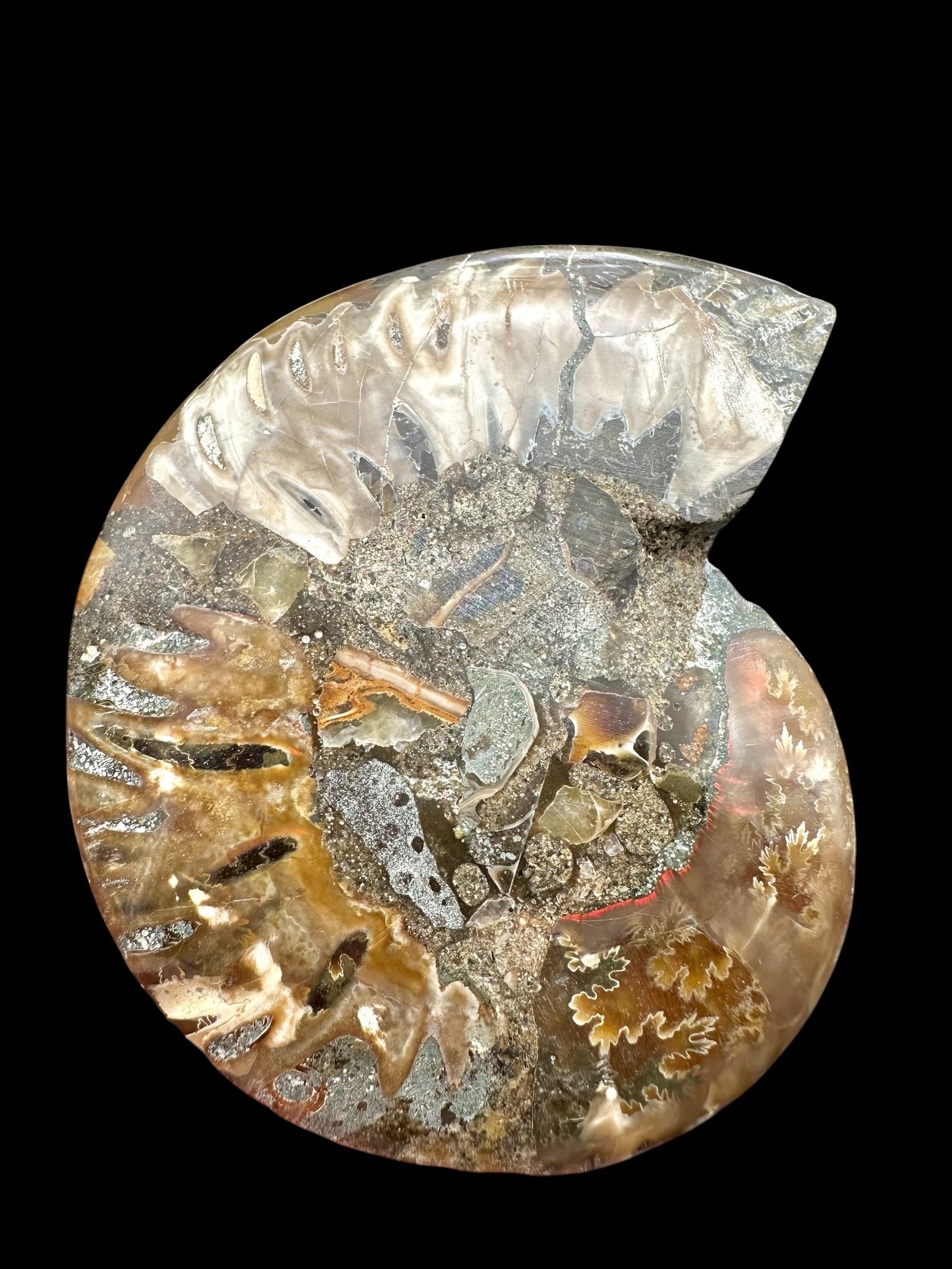 Ammonite Cleoniceras besairiei (polished half) 8,1cm – Madagascar - ANC68