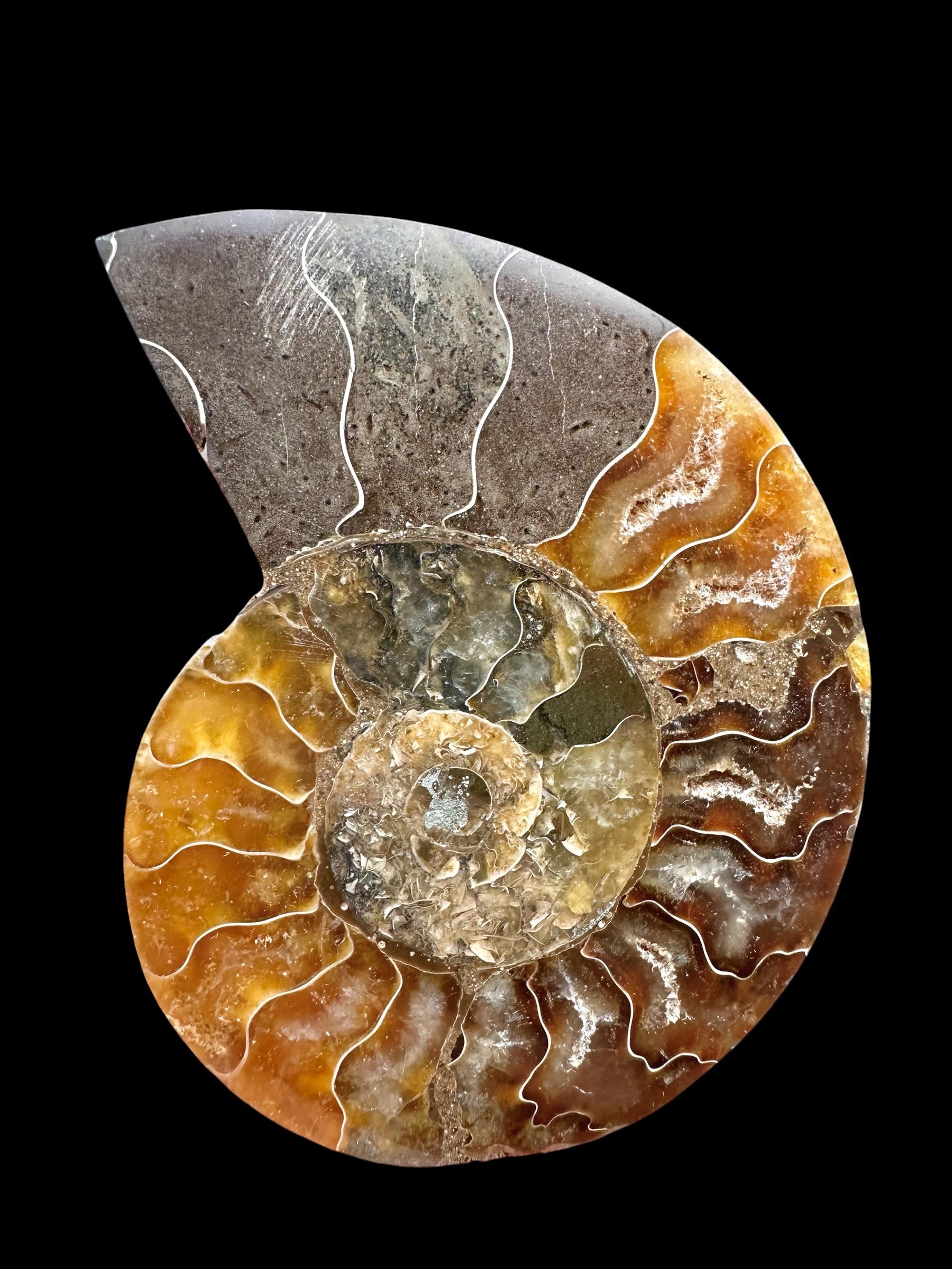 Ammonite Cleoniceras besairiei (polished half) 8,1cm – Madagascar
