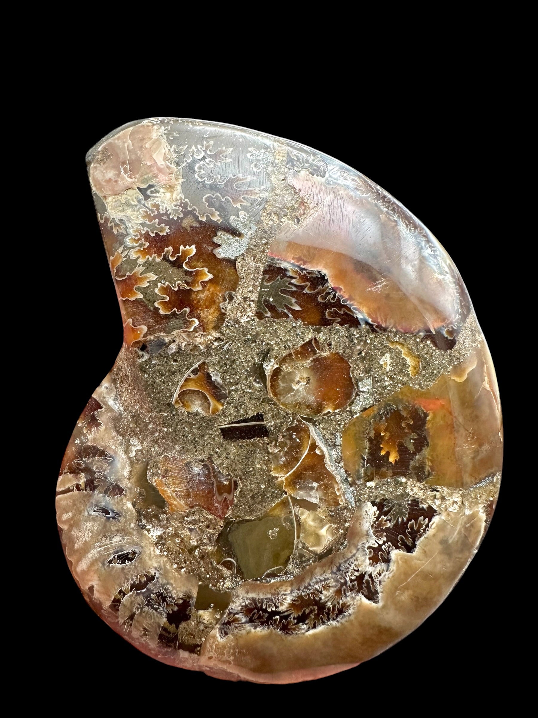 Ammonite Cleoniceras besairiei (polished half) 8,9cm – Madagascar - ANC69
