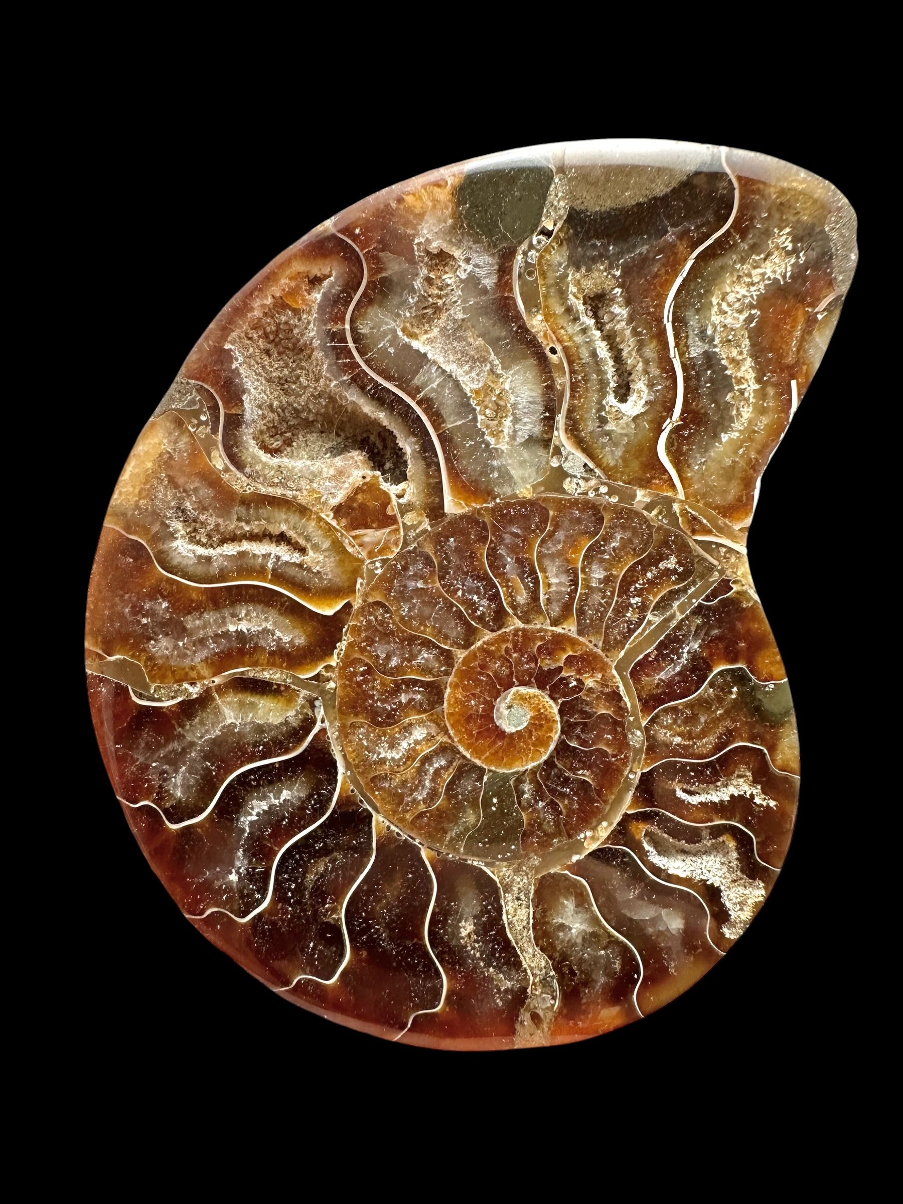 Ammonite Cleoniceras besairiei (polished half) 8,9cm – Madagascar
