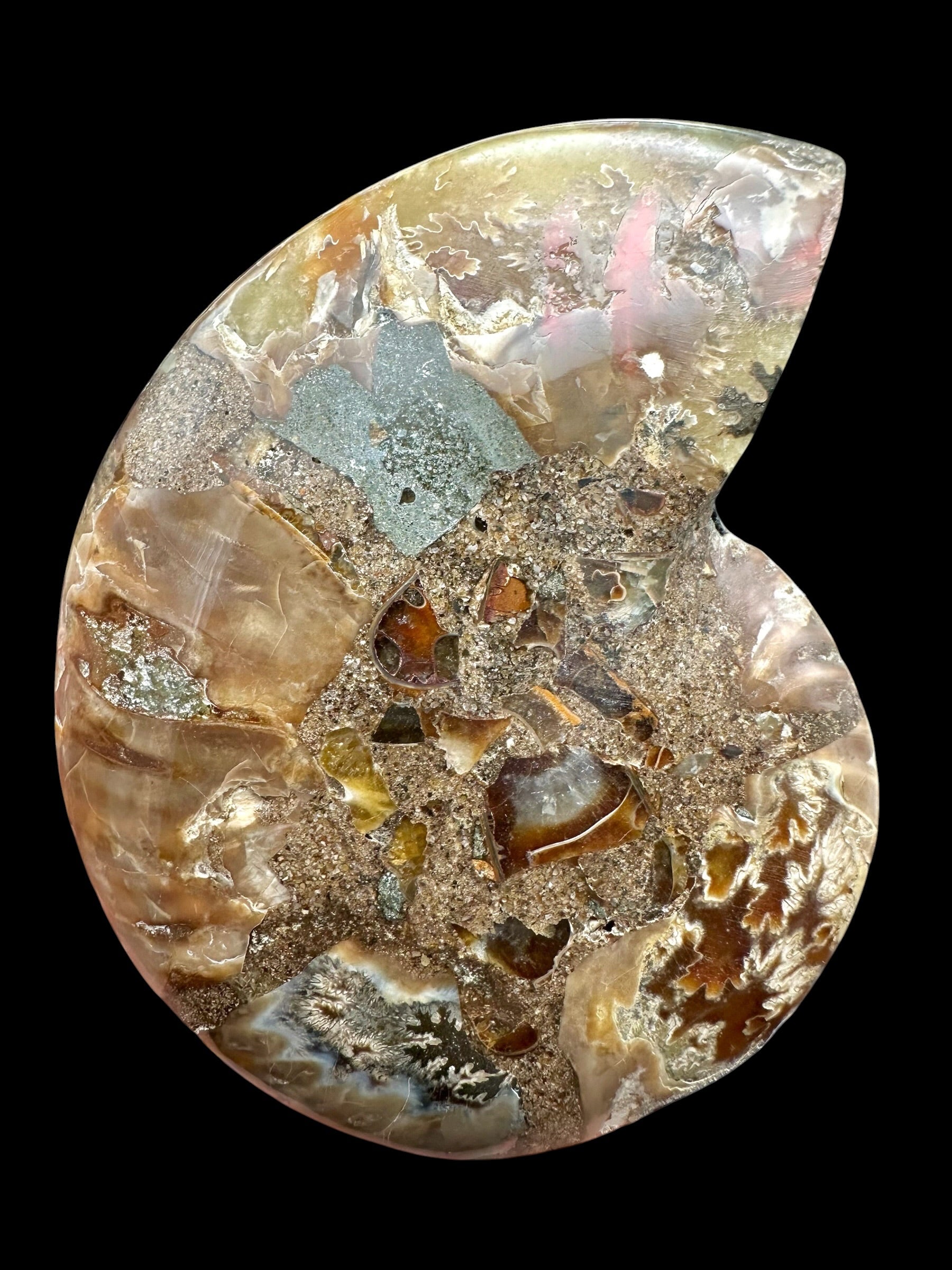 Ammonite Cleoniceras besairiei (polished half) 11,2cm – Madagascar - ANC70