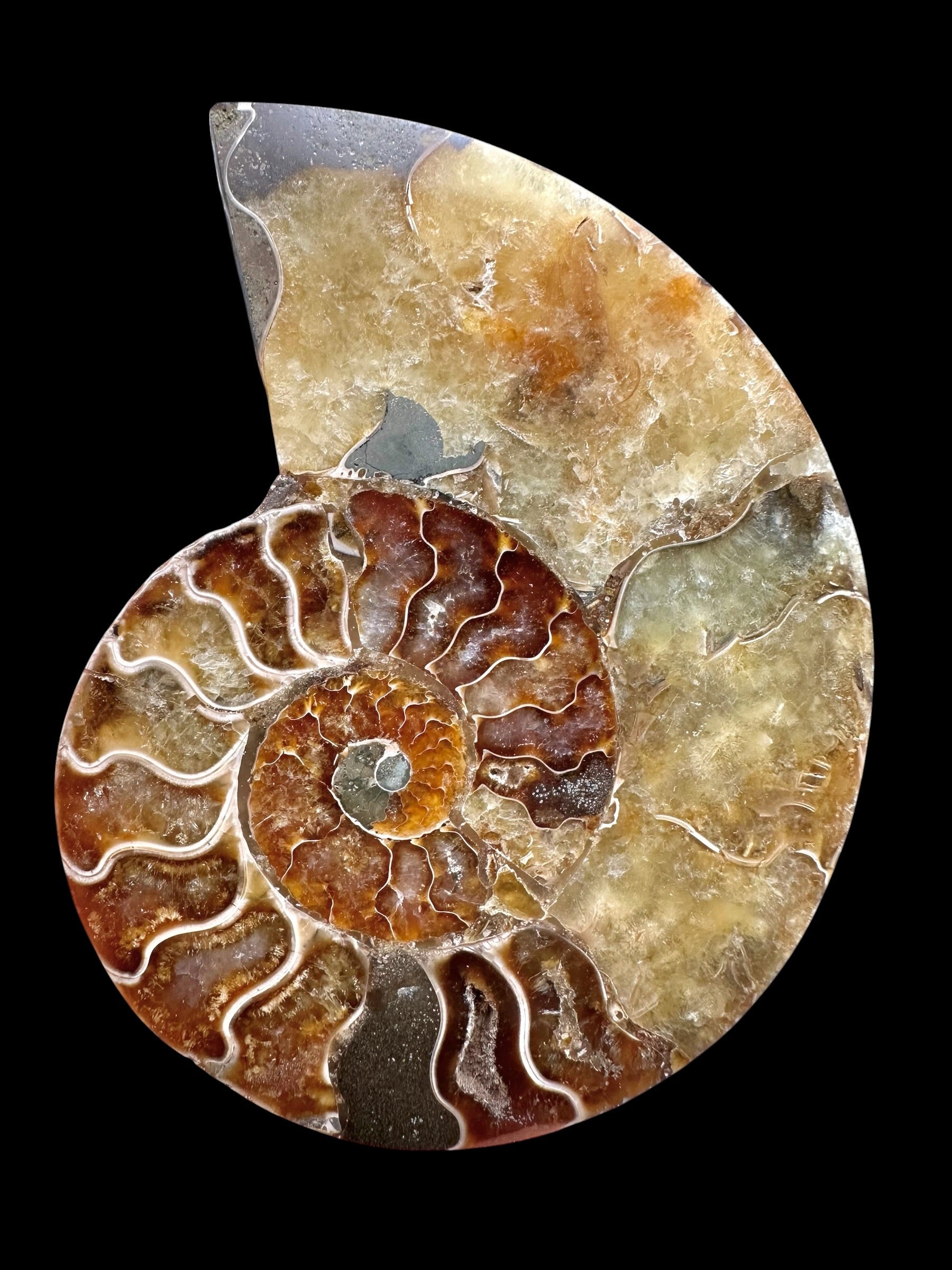 Ammonite Cleoniceras besairiei (polished half) 11,2cm – Madagascar