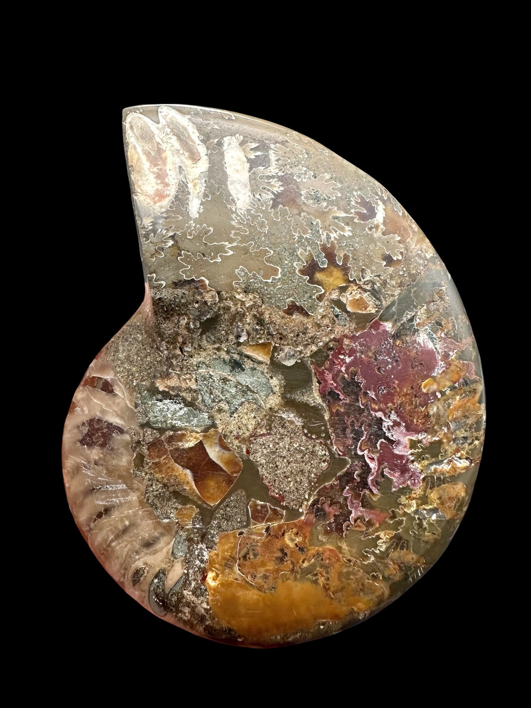 Ammonite Cleoniceras besairiei (polished half) 8,6cm – Madagascar - ANC71