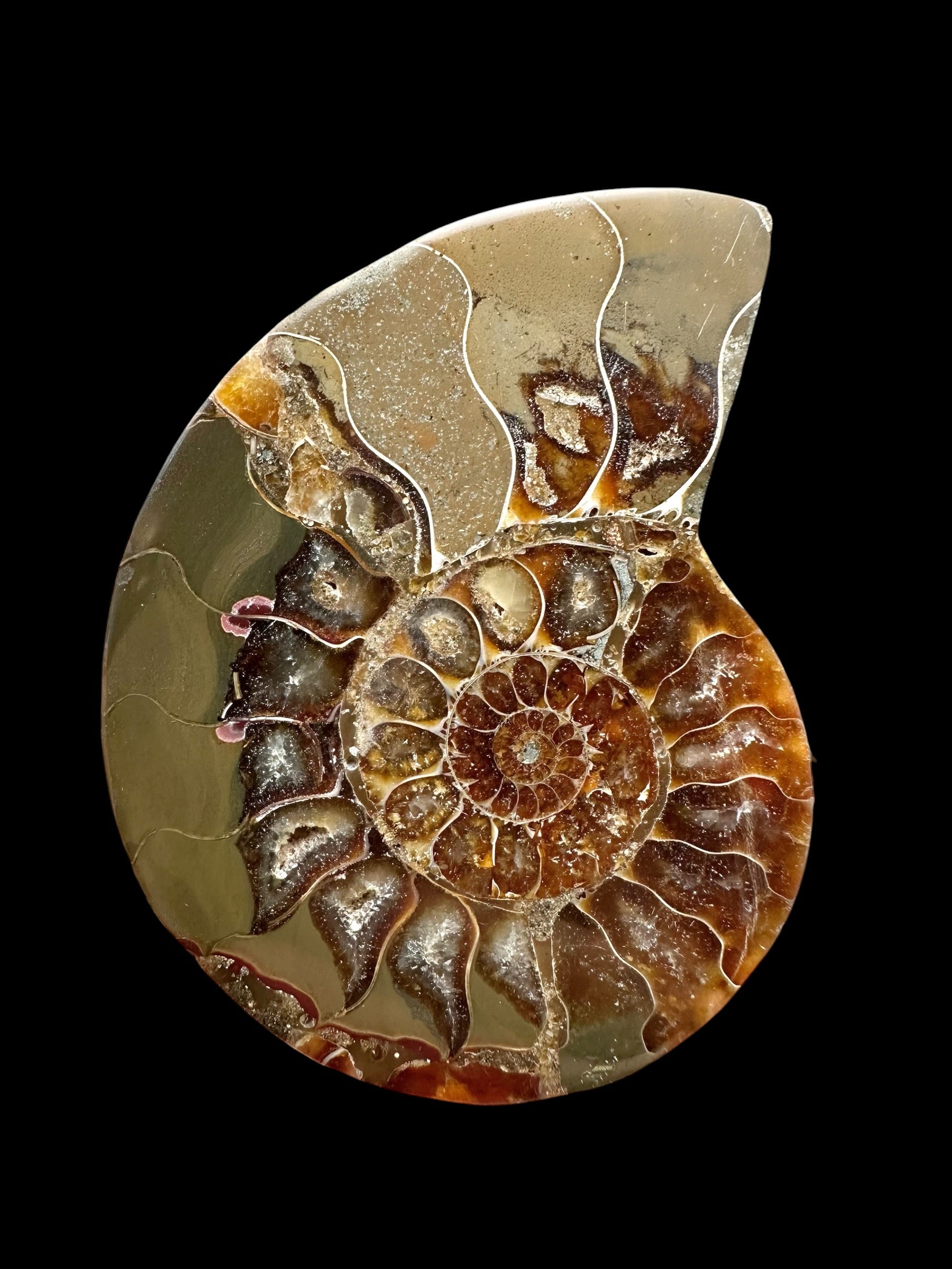 Ammonite Cleoniceras besairiei (polished half) 8,6cm – Madagascar