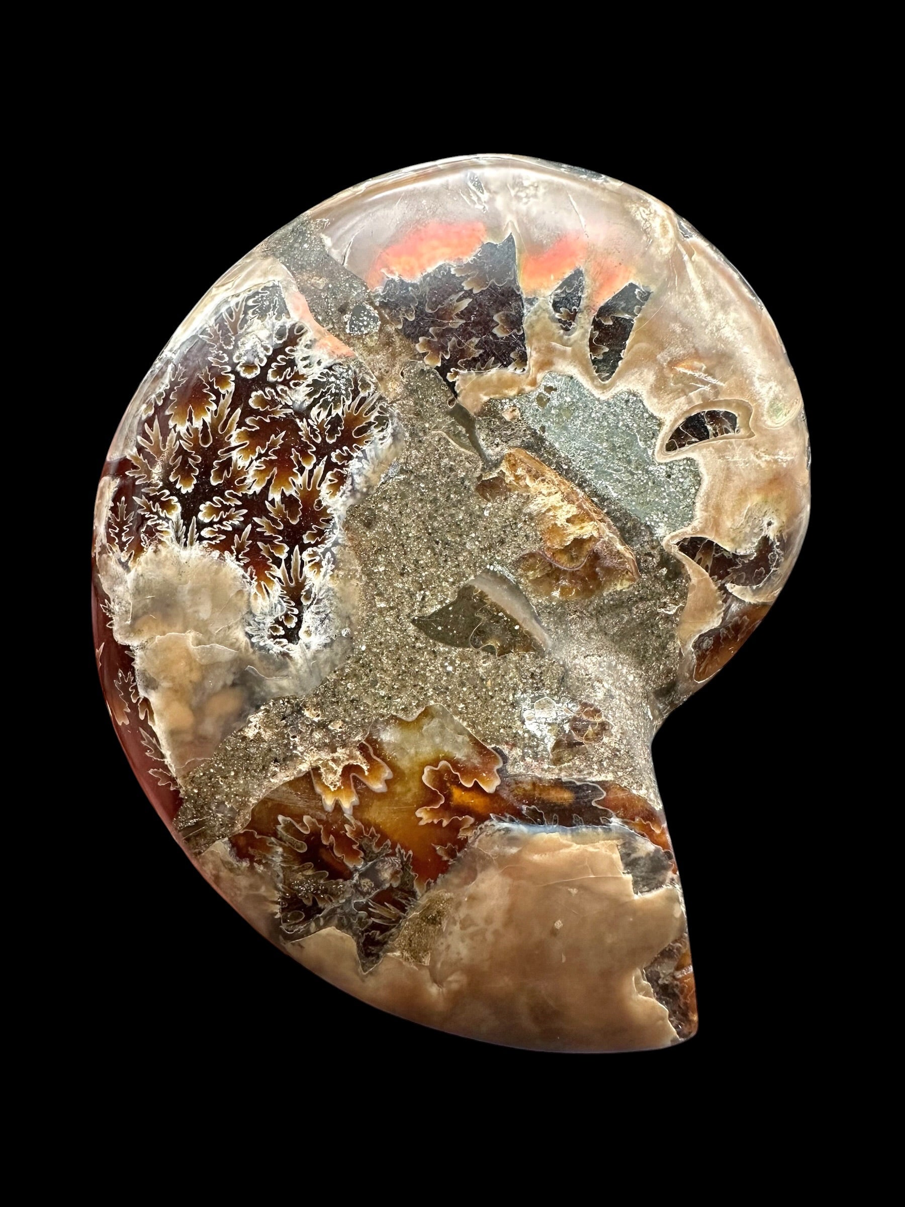 Ammonite Cleoniceras besairiei (polished half) 9cm – Madagascar - ANC72