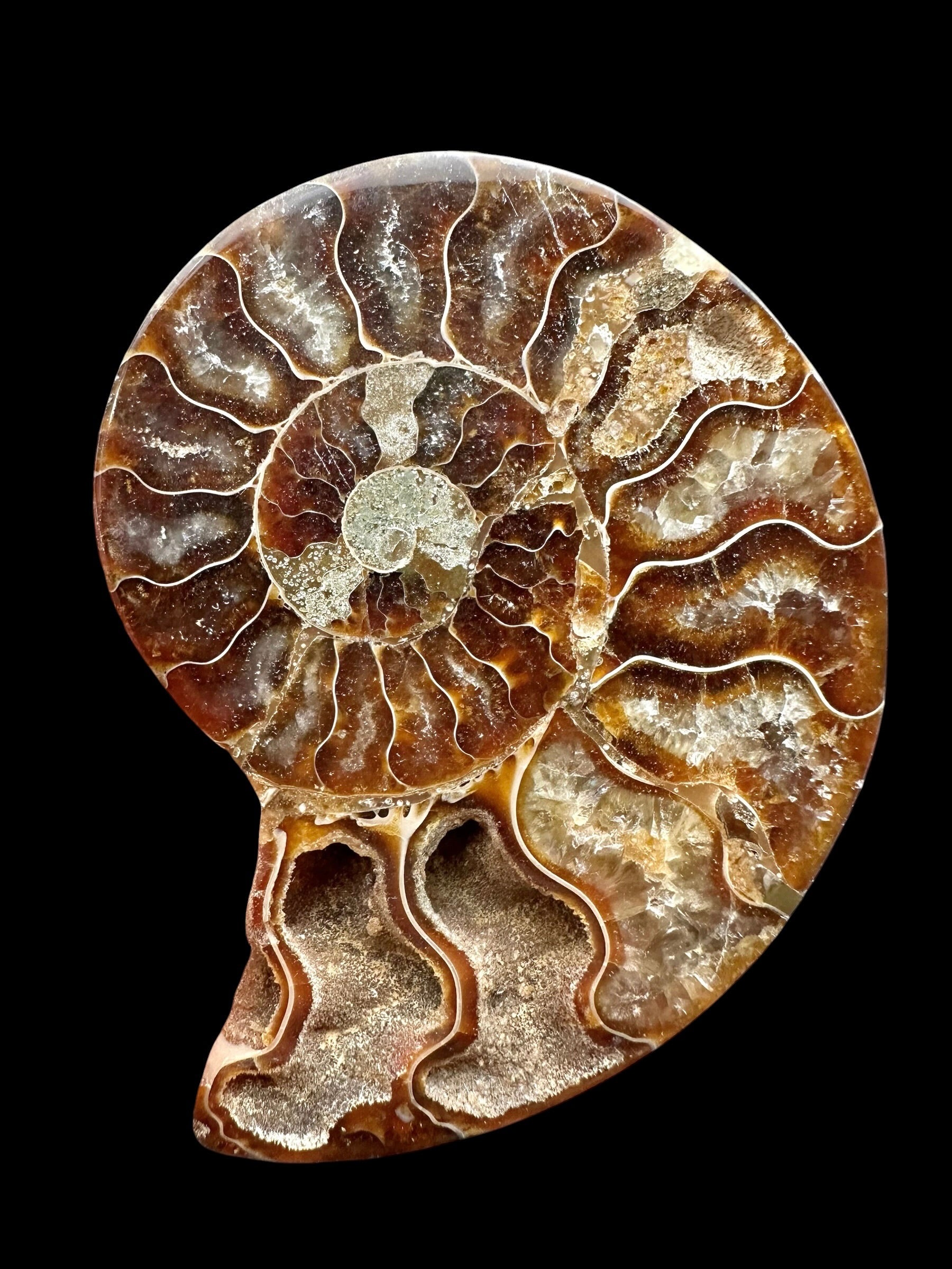 Ammonite Cleoniceras besairiei (polished half) 9cm – Madagascar