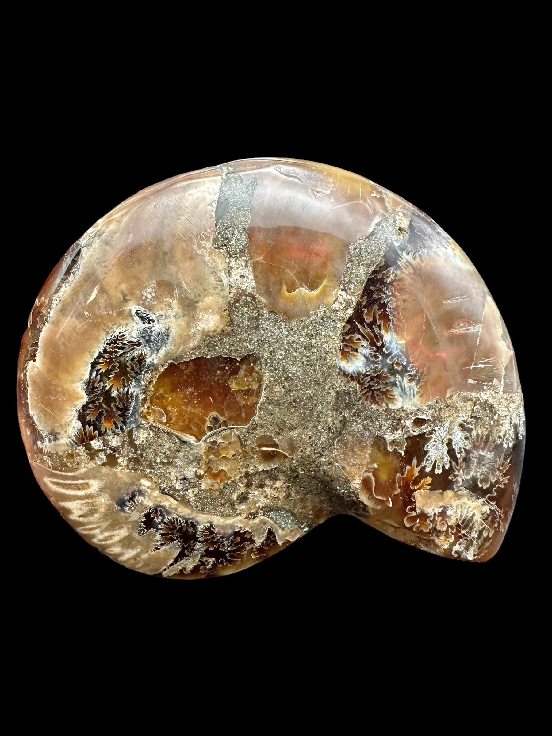 Ammonite Cleoniceras besairiei (polished half) 8,9cm – Madagascar - ANC73