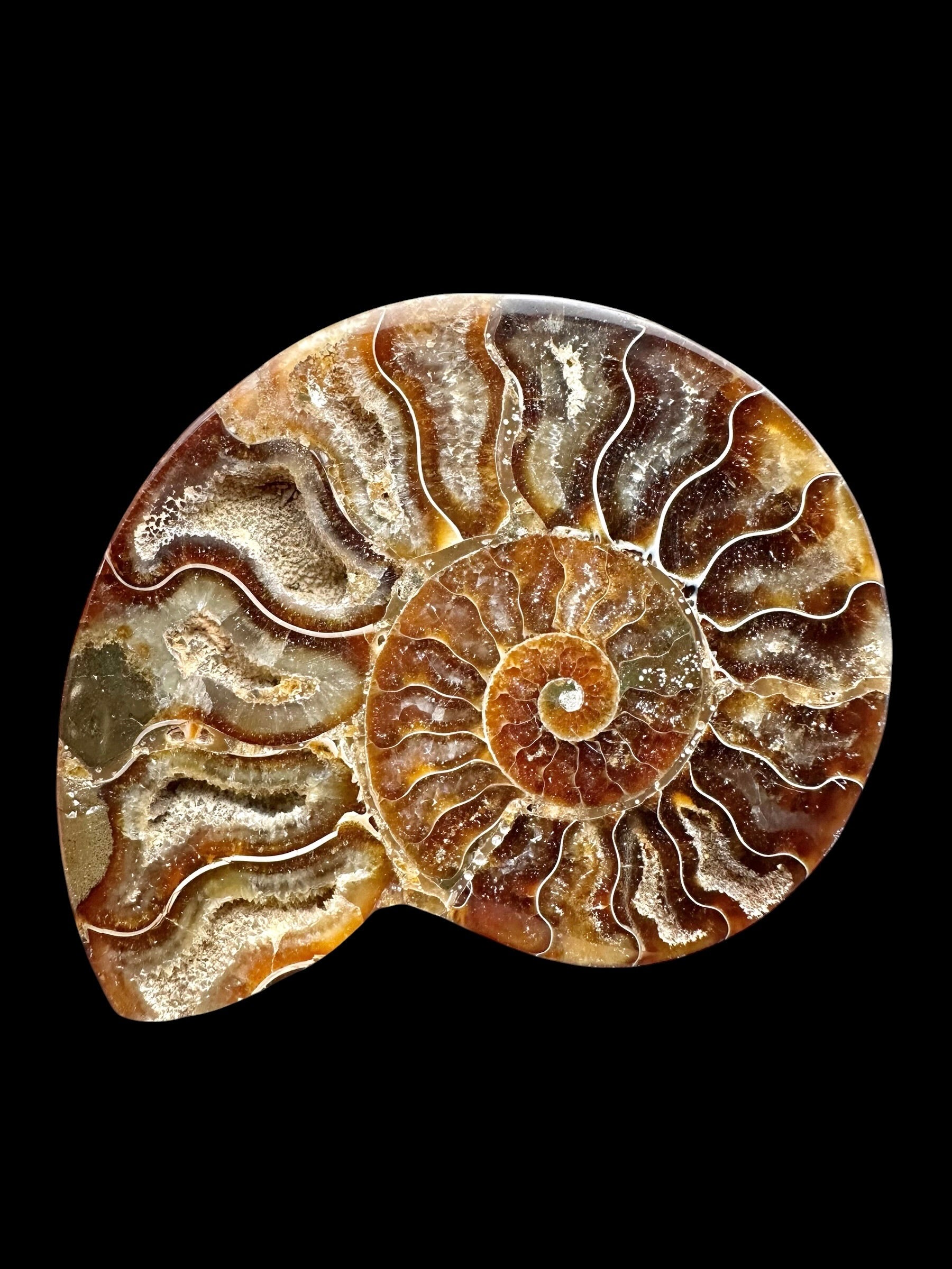 Ammonite Cleoniceras besairiei (polished half) 8,9cm – Madagascar