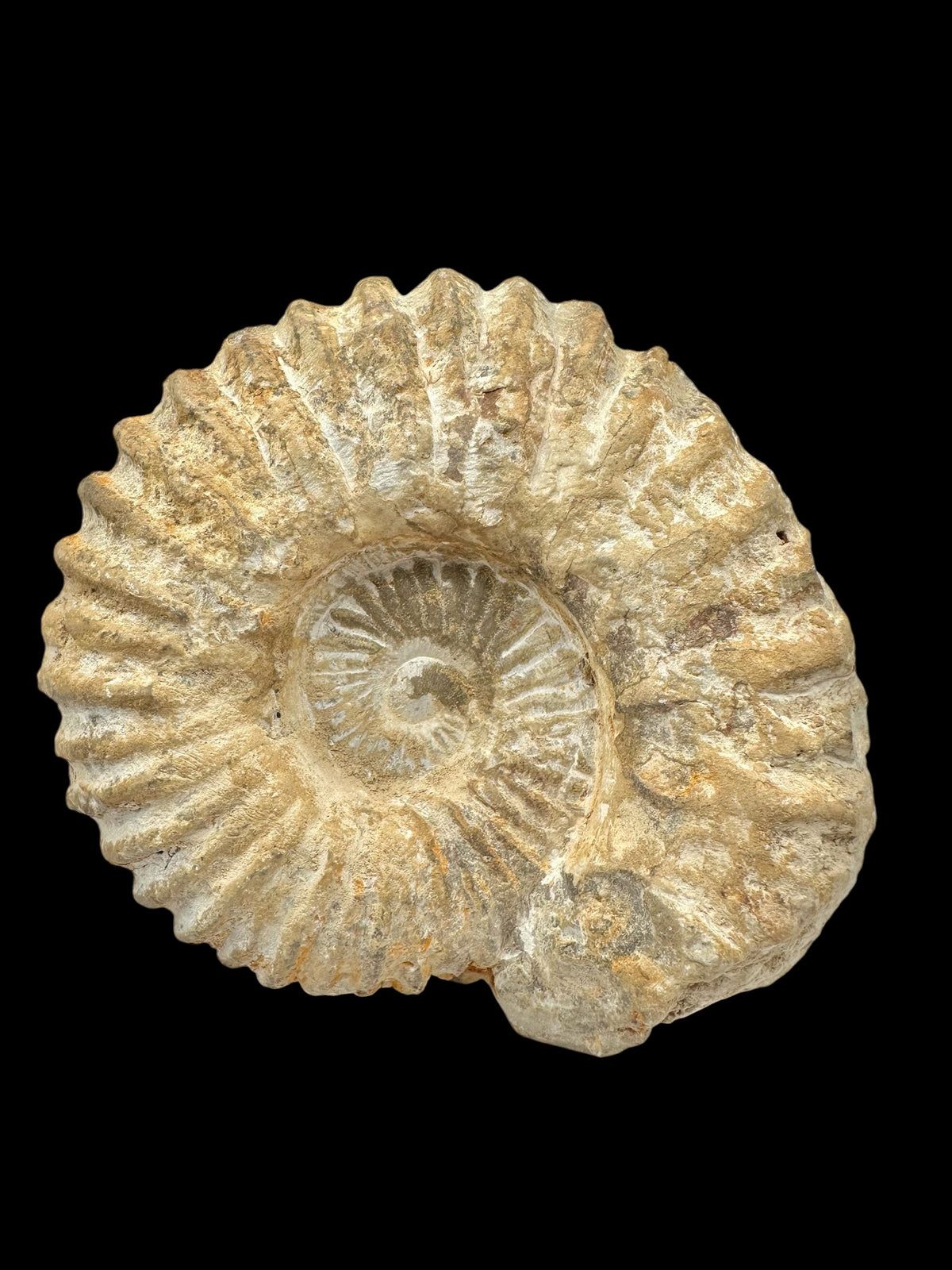 Ammonite 14,5cm – Morocco - AN334