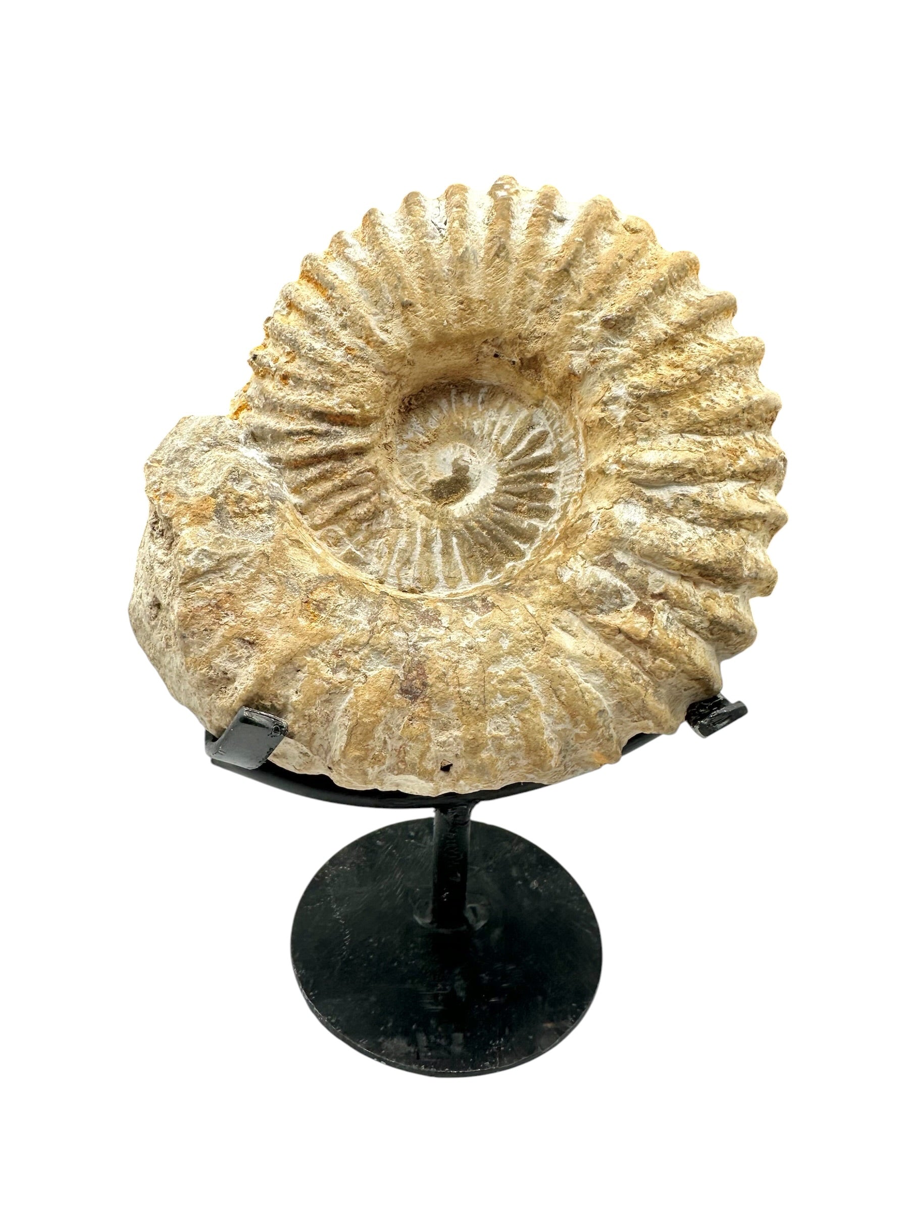 Ammonite 14,5cm – Morocco