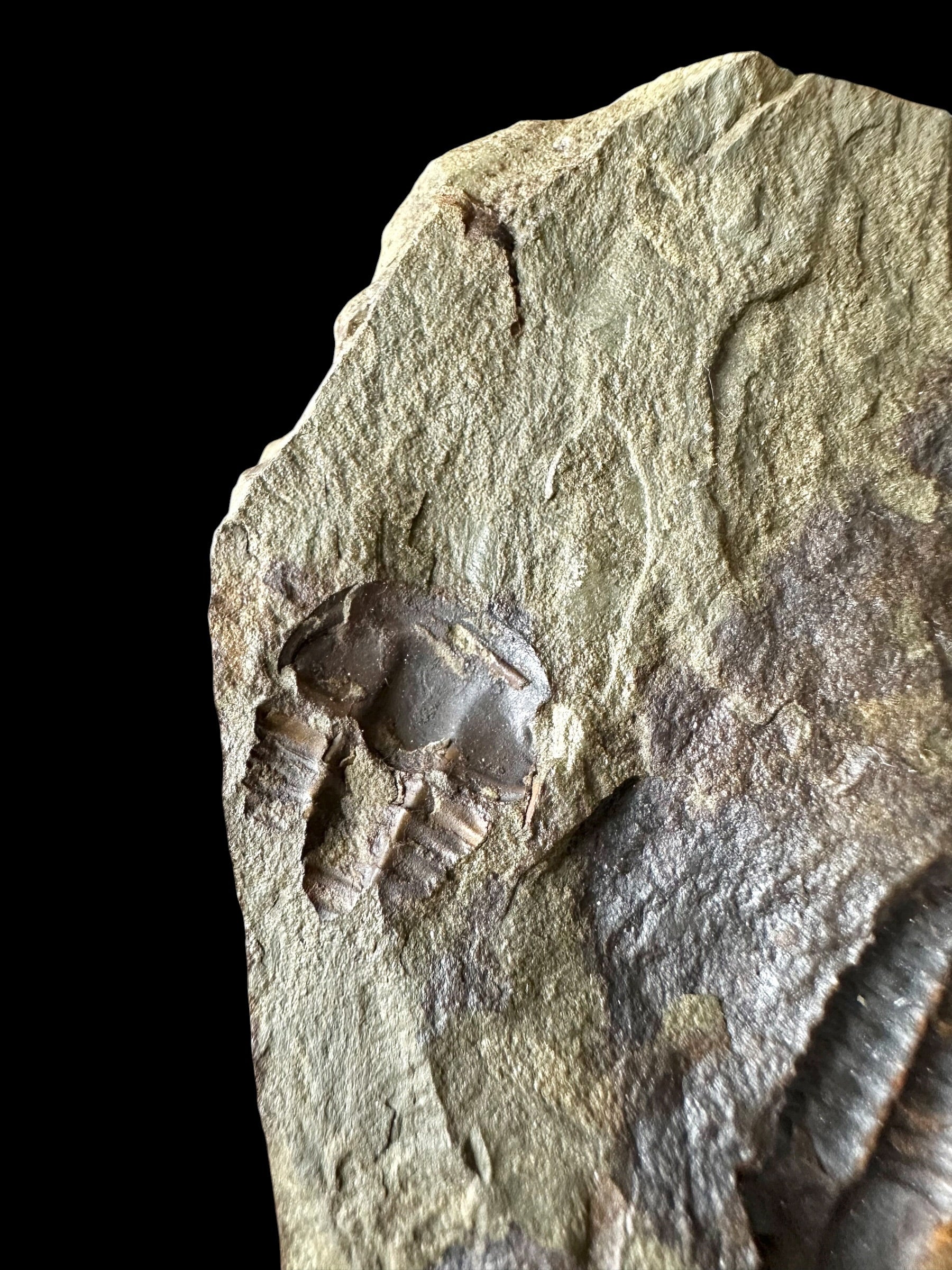 Trilobite Ellipsocephalus hoffi – Jince, CZ – positive and negative - TEH188