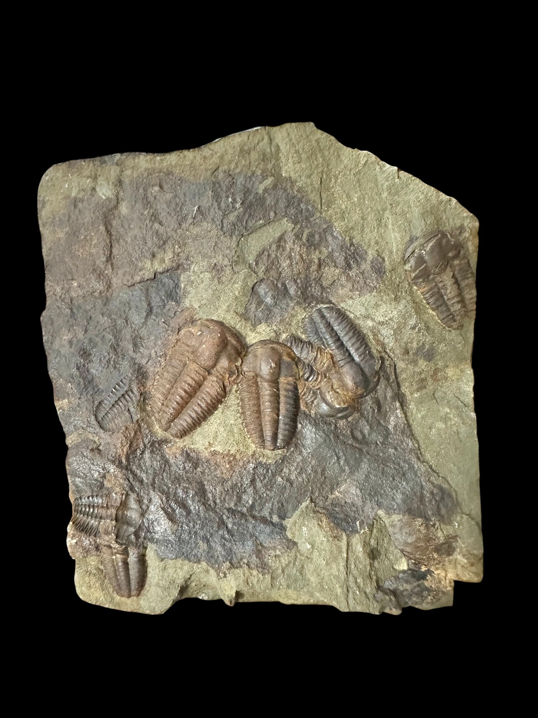 Trilobite Ellipsocephalus hoffi – Jince, CZ – positive and negative - TEH188