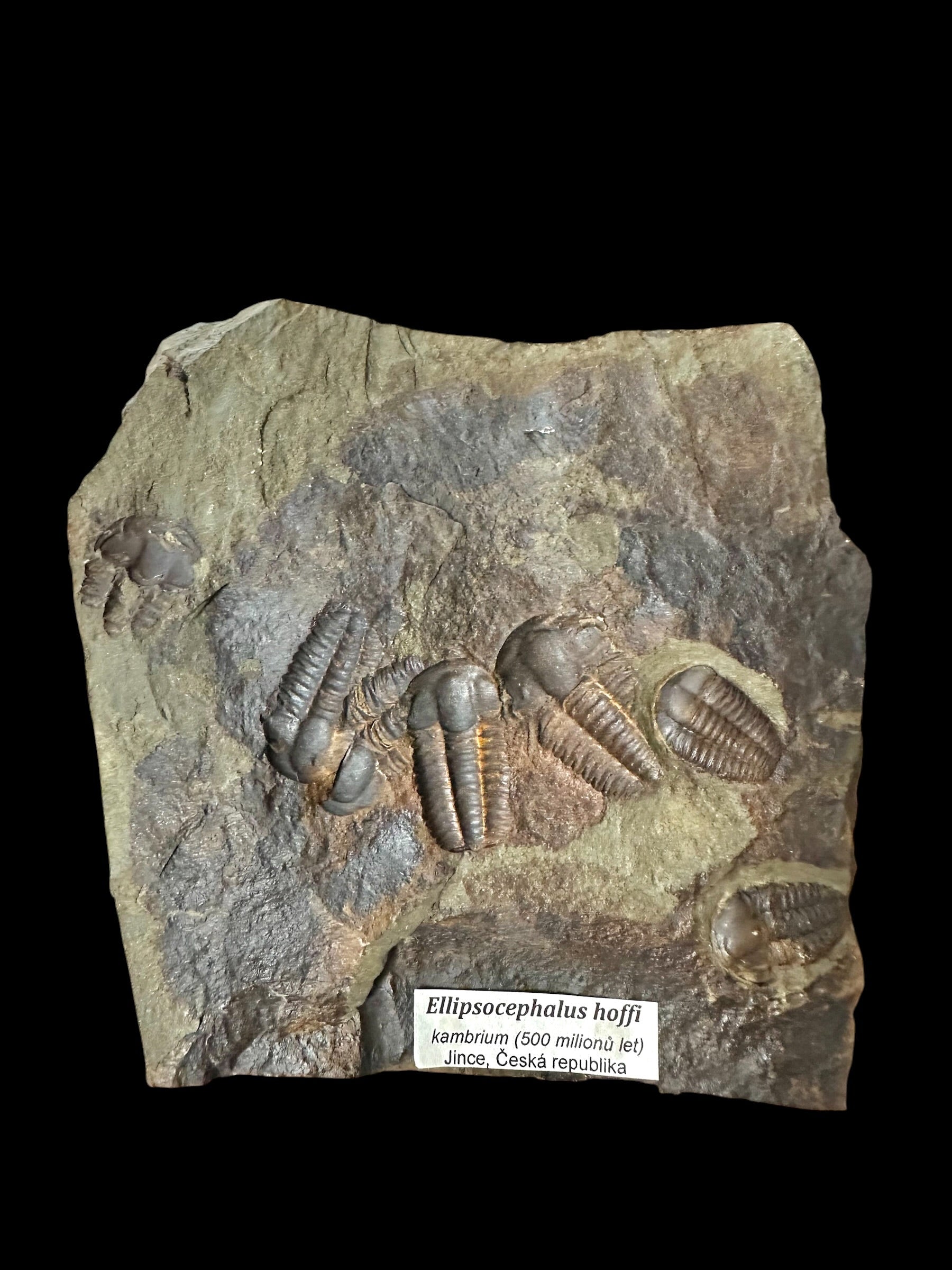 Trilobite Ellipsocephalus hoffi – Jince, CZ – positive and negative - TEH188