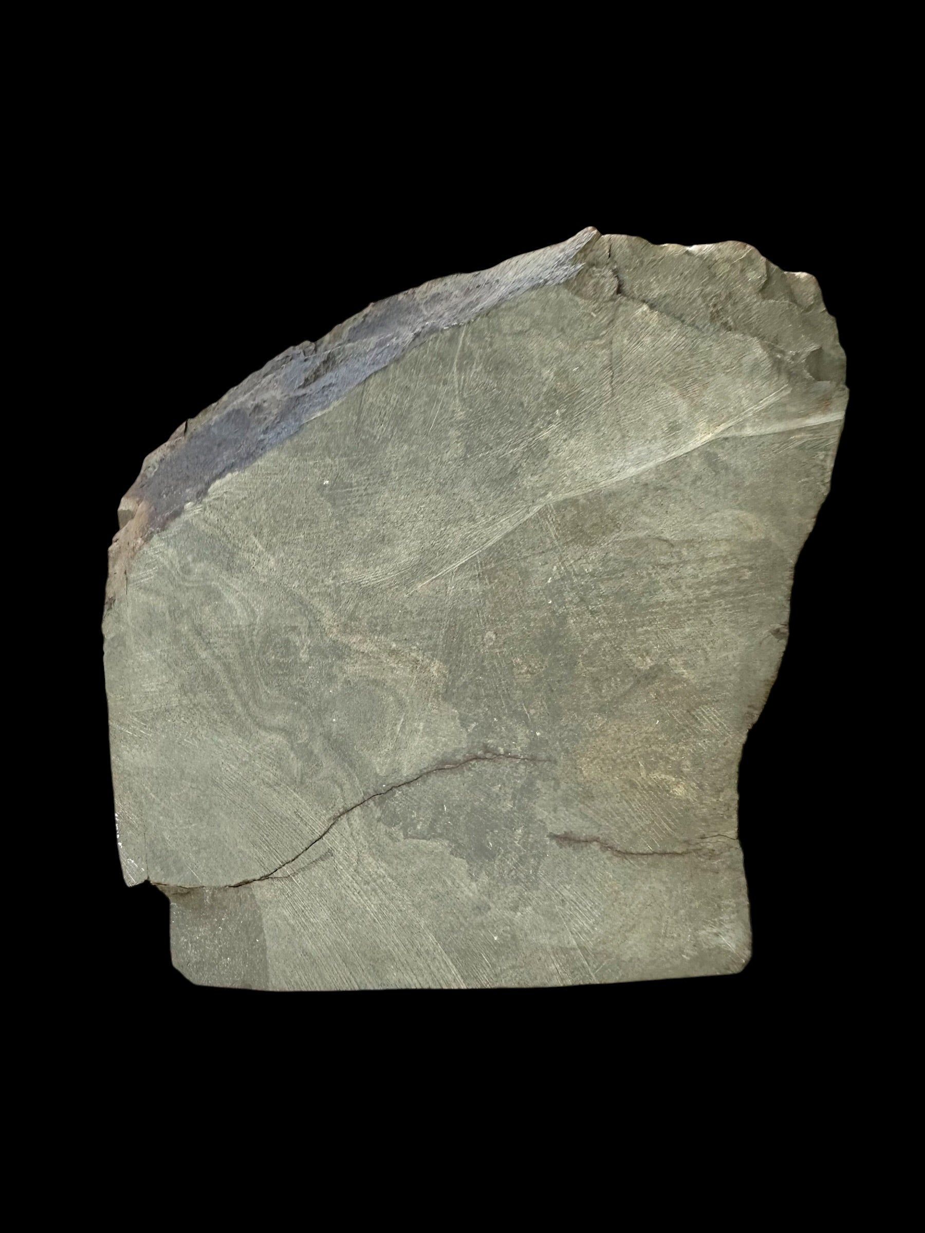 Trilobite Ellipsocephalus hoffi – Jince, CZ – positive and negative - TEH188