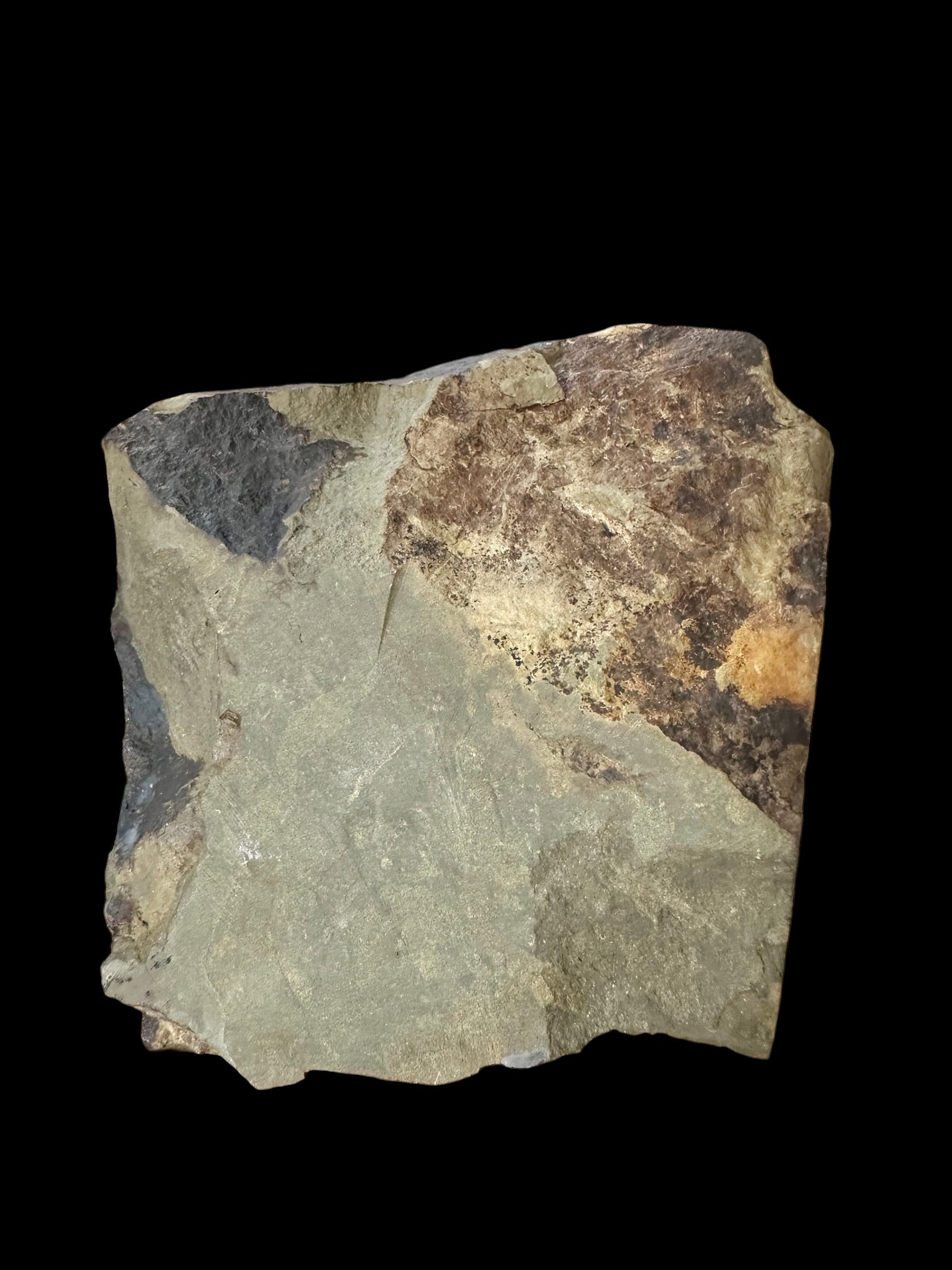 Trilobite Ellipsocephalus hoffi – Jince, CZ – positive and negative - TEH188