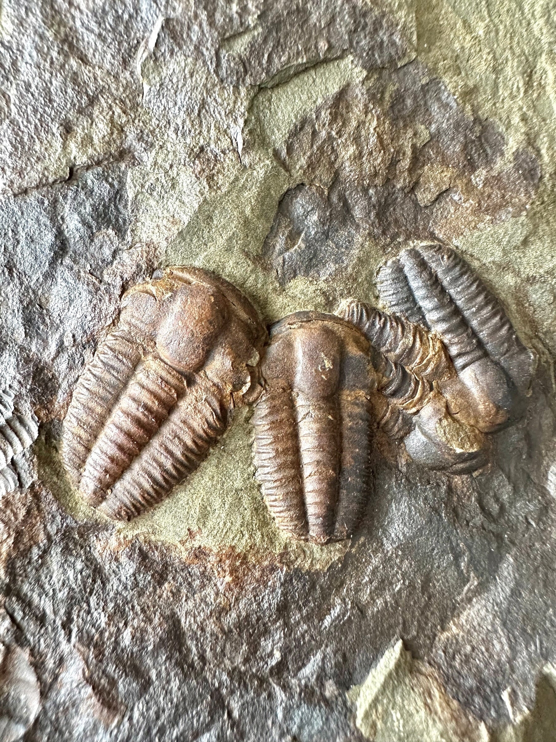 Trilobite Ellipsocephalus hoffi – Jince, CZ – positive and negative - TEH188